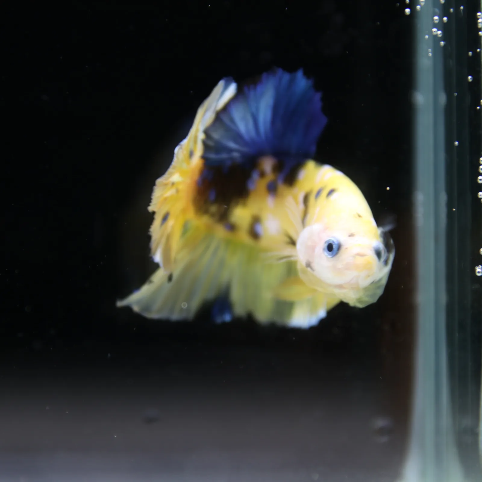 Betta Spendens Fancy Half Moon Plakad Candy Yellow HMPK Male HMPK-BL-2905226-013 media 9