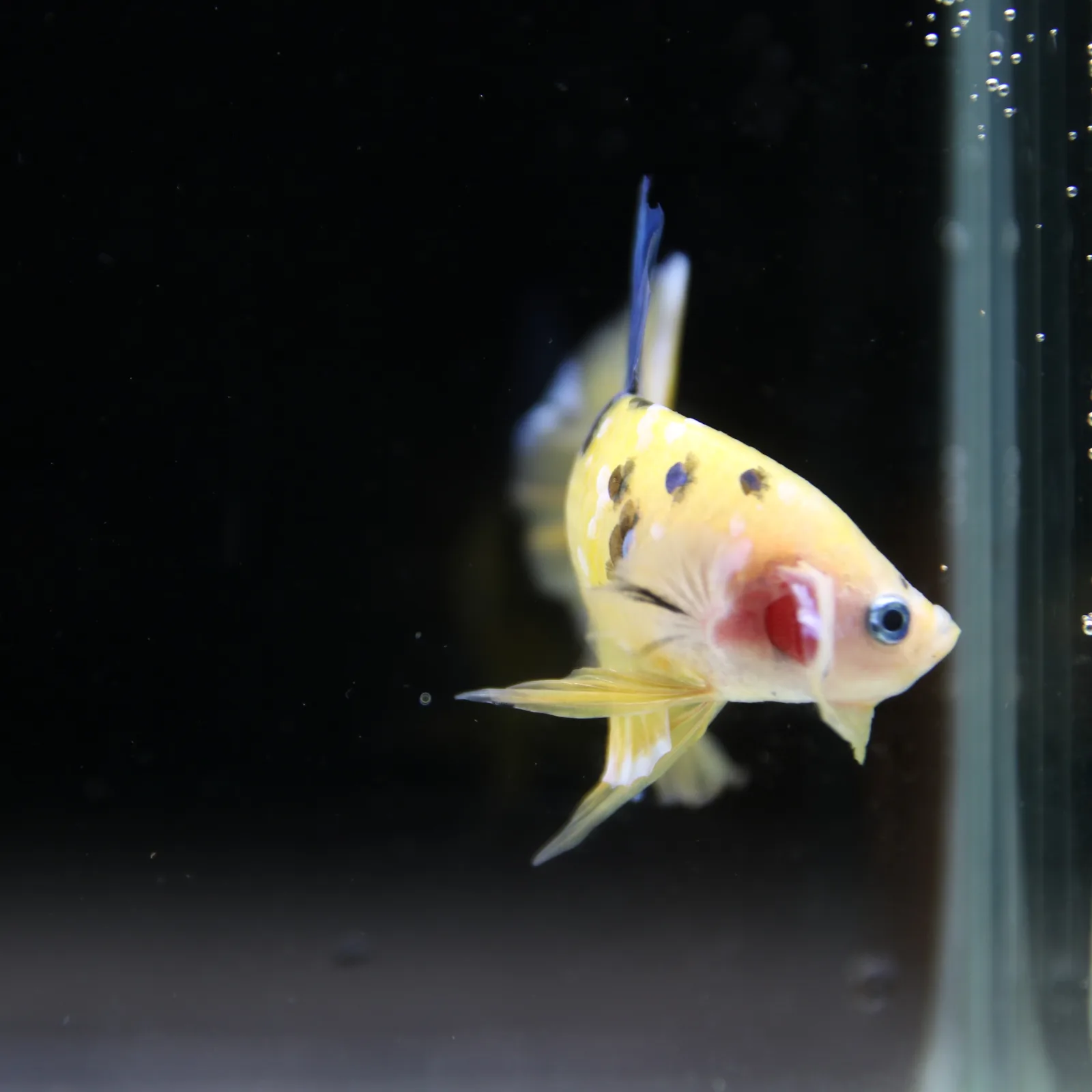 Betta Spendens Fancy Half Moon Plakad Candy Yellow HMPK Male HMPK-BL-2905226-013 media 10