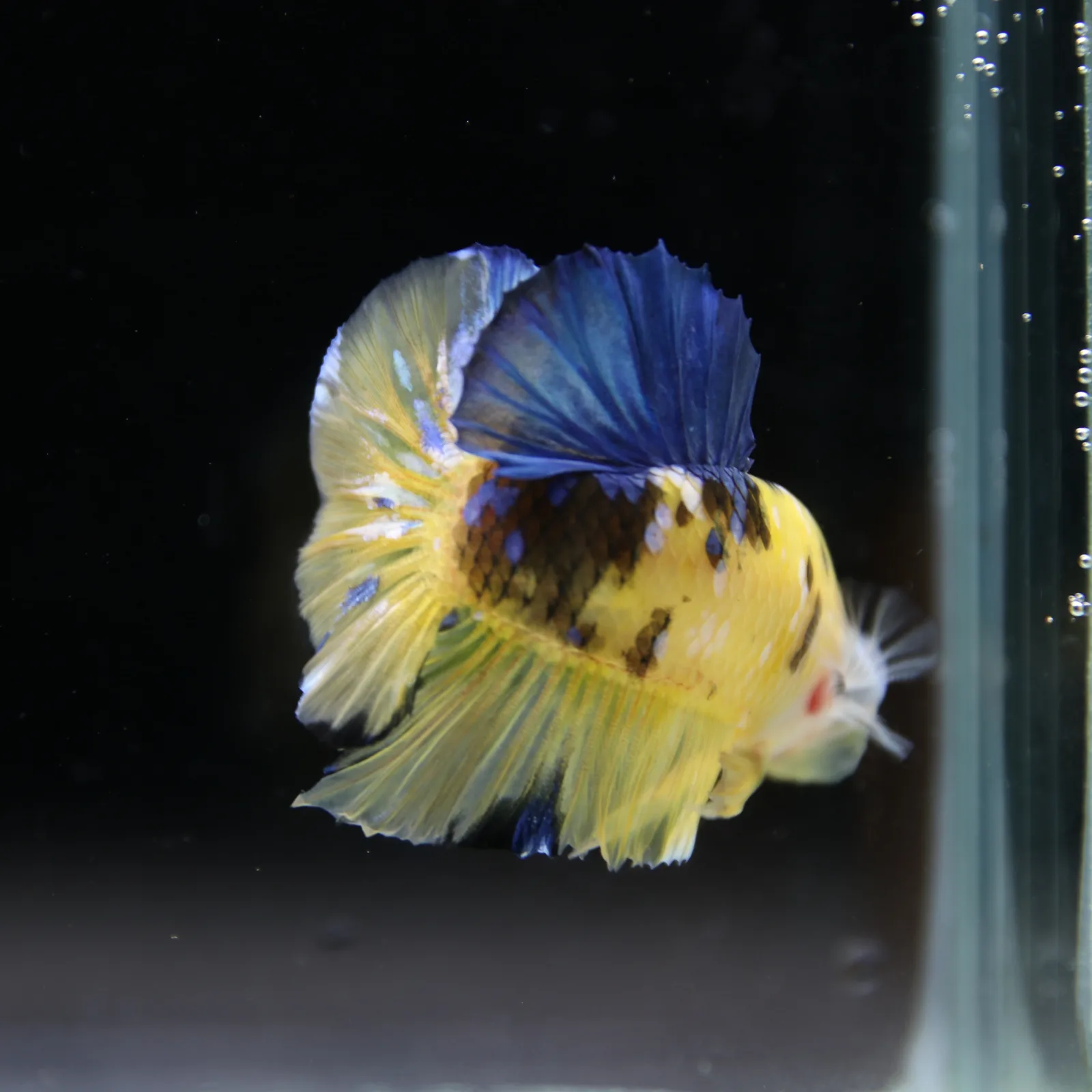 Betta Spendens Fancy Half Moon Plakad Candy Yellow HMPK Male HMPK-BL-2905226-013 media 11