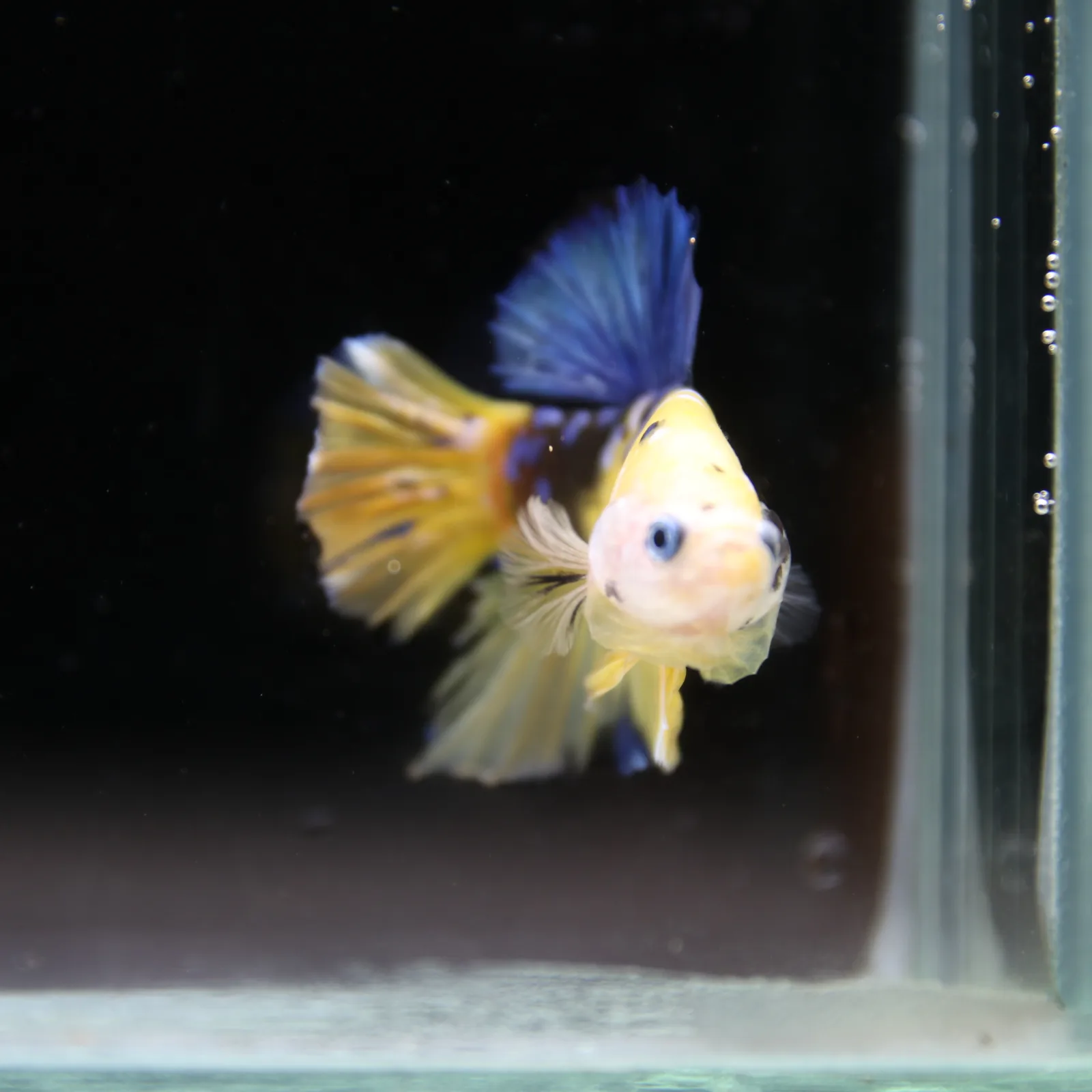 Betta Spendens Fancy Half Moon Plakad Candy Yellow HMPK Male HMPK-BL-2905226-013 media 12