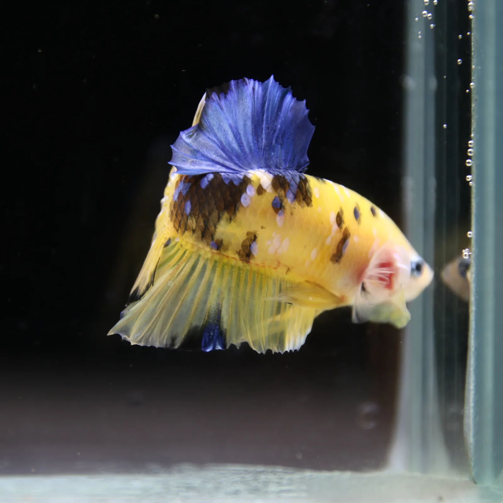 Betta Spendens Fancy Half Moon Plakad Candy Yellow HMPK Male HMPK-BL-2905226-013 media 13