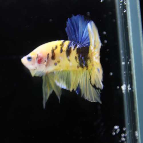 Betta Spendens Fancy Half Moon Plakad Candy Yellow HMPK Male HMPK-BL-2905226-013