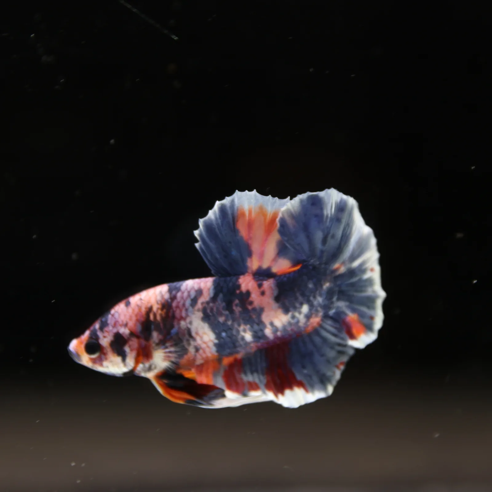 Betta Spendens Fancy Half Moon Plakad Candy Yellow HMPK Male HMPK-BL-3005226-015 media 2