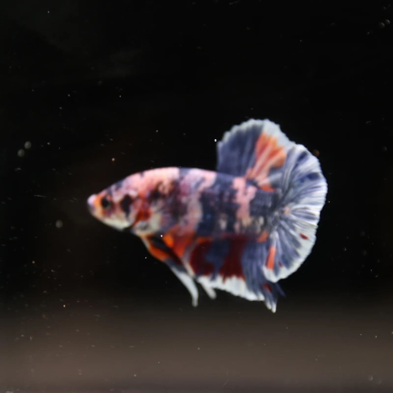 Betta Spendens Fancy Half Moon Plakad Candy Yellow HMPK Male HMPK-BL-3005226-015 media 3