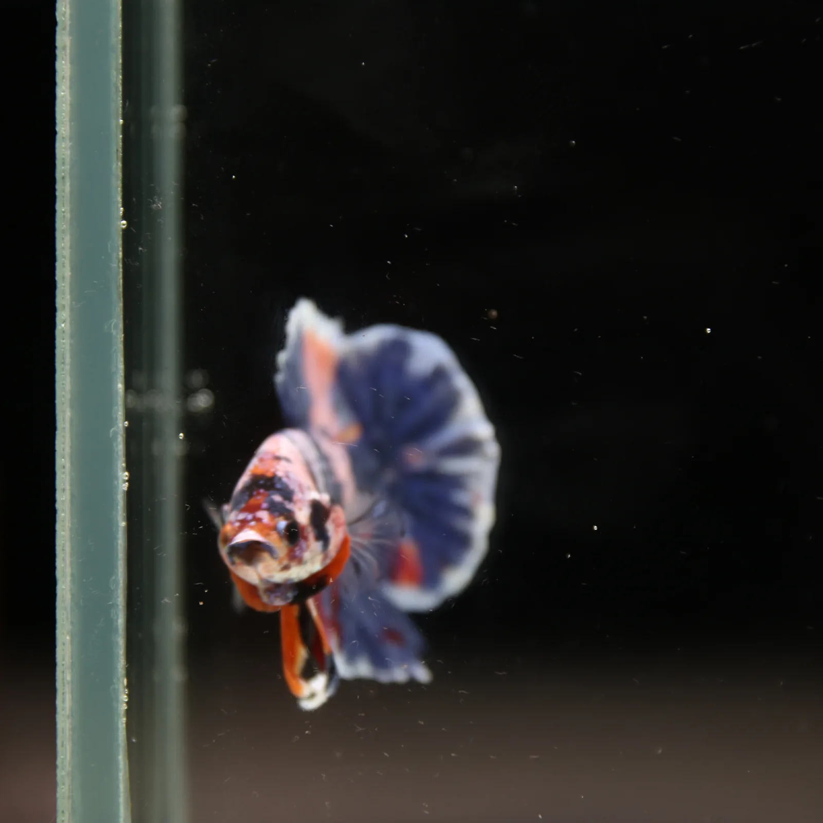 Betta Spendens Fancy Half Moon Plakad Candy Yellow HMPK Male HMPK-BL-3005226-015 media 4