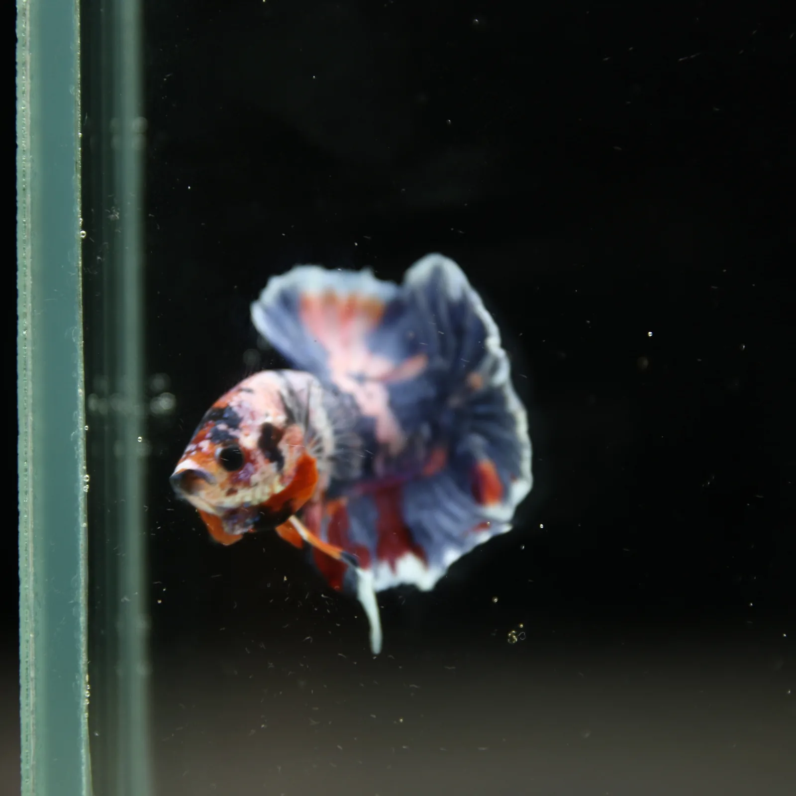 Betta Spendens Fancy Half Moon Plakad Candy Yellow HMPK Male HMPK-BL-3005226-015 media 5