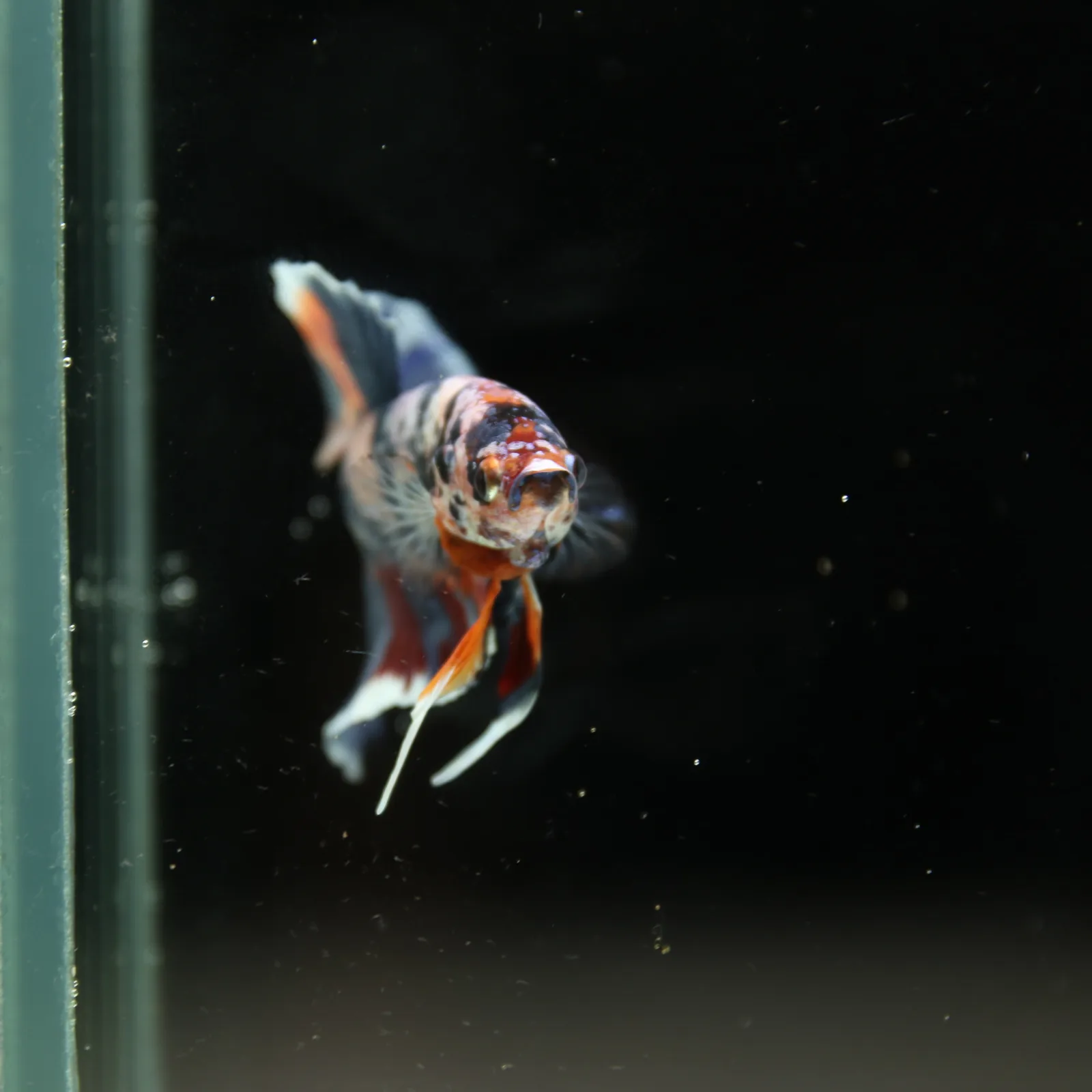 Betta Spendens Fancy Half Moon Plakad Candy Yellow HMPK Male HMPK-BL-3005226-015 media 6