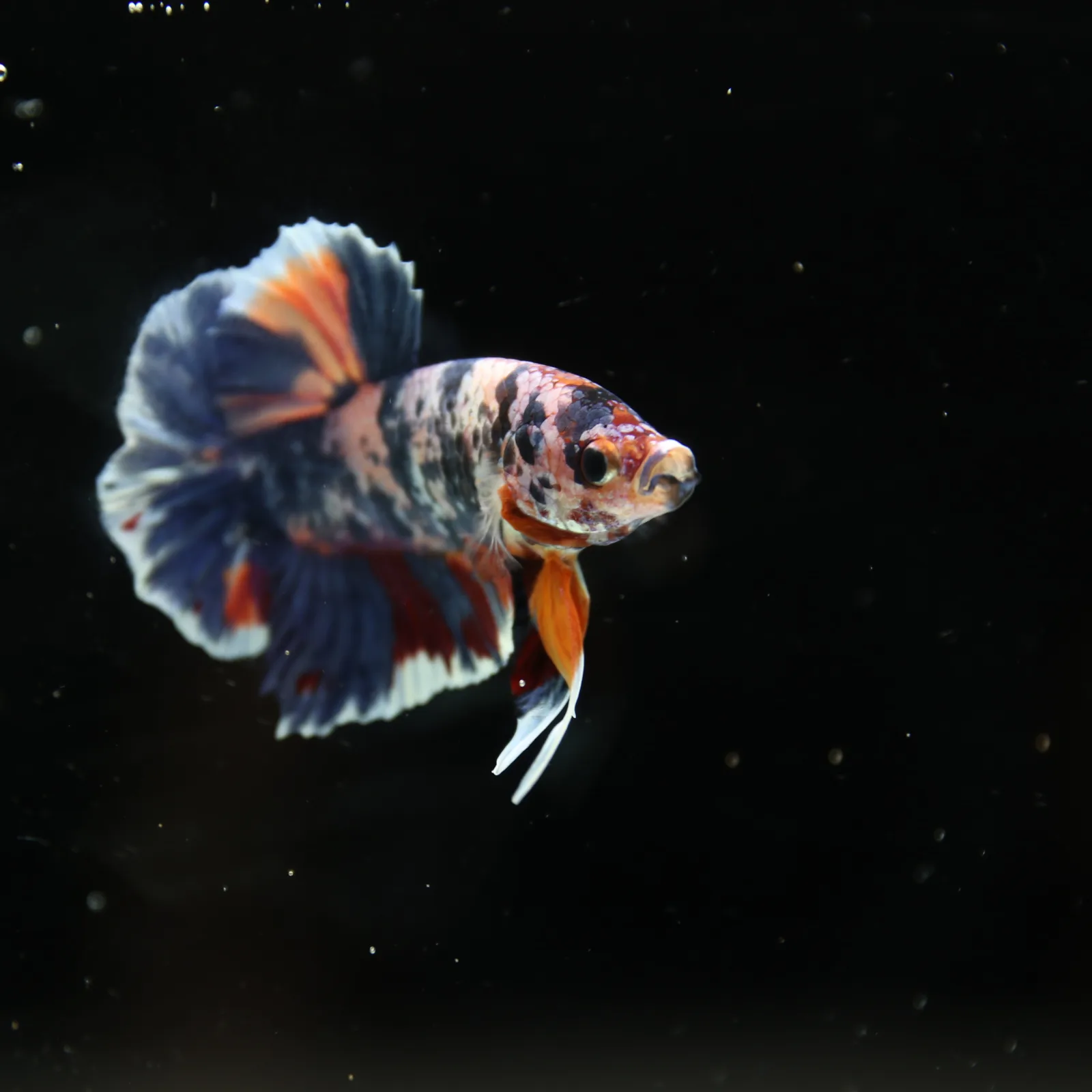 Betta Spendens Fancy Half Moon Plakad Candy Yellow HMPK Male HMPK-BL-3005226-015 media 7