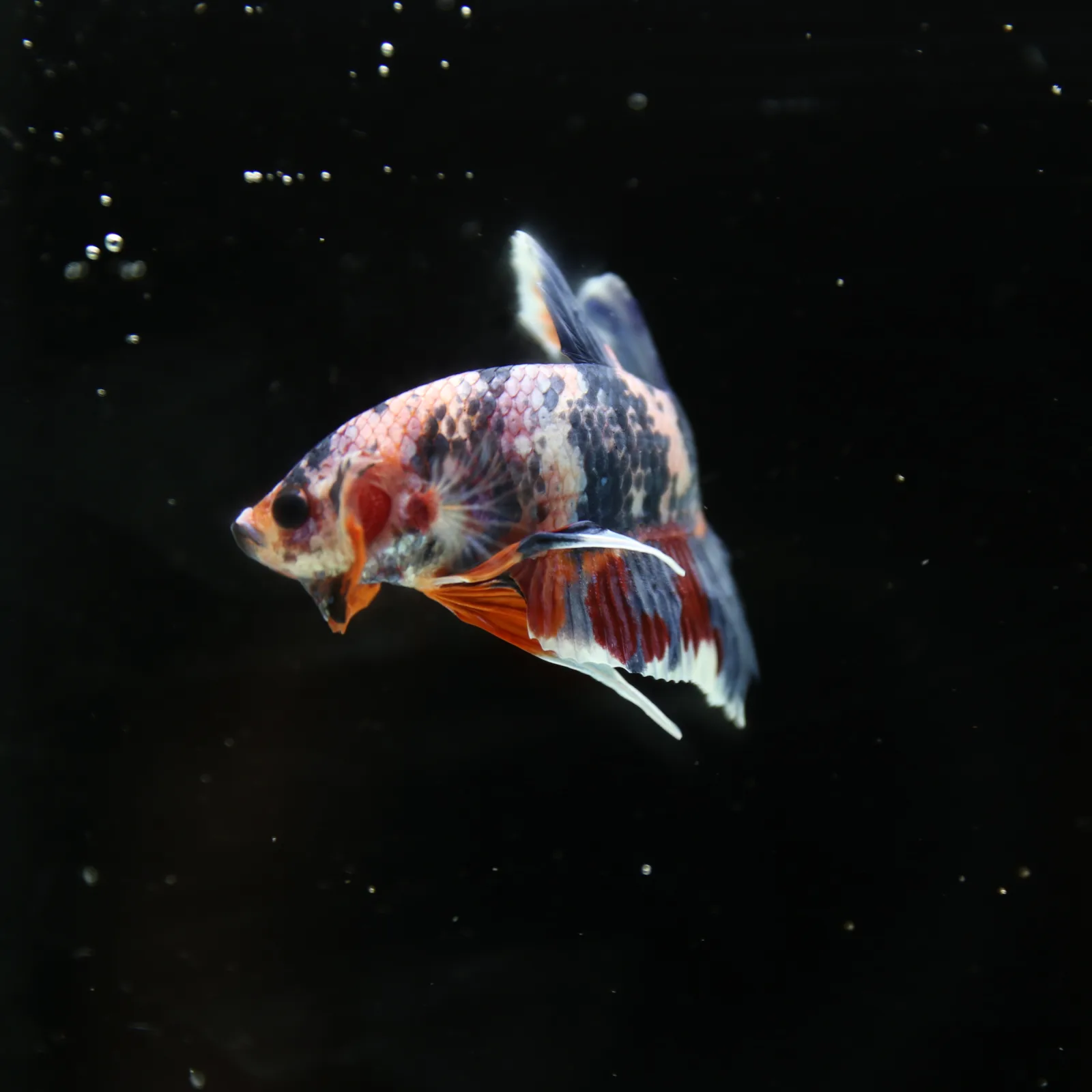 Betta Spendens Fancy Half Moon Plakad Candy Yellow HMPK Male HMPK-BL-3005226-015 media 8