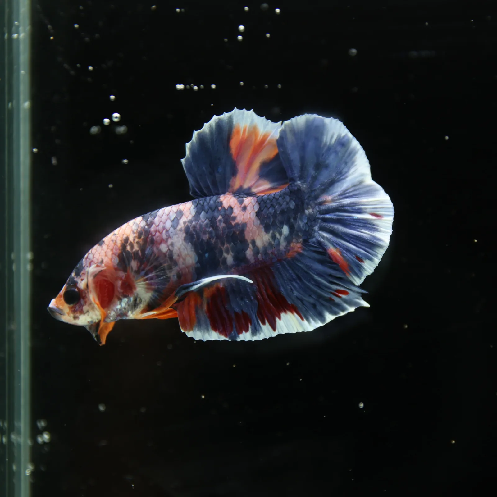 Betta Spendens Fancy Half Moon Plakad Candy Yellow HMPK Male HMPK-BL-3005226-015 media 9