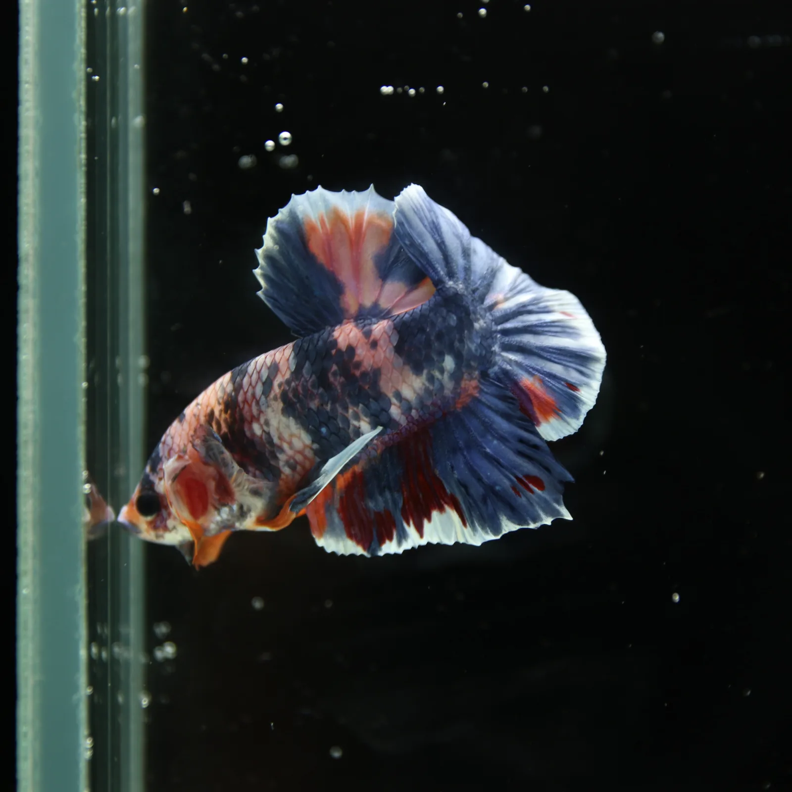 Betta Spendens Fancy Half Moon Plakad Candy Yellow HMPK Male HMPK-BL-3005226-015 media 10