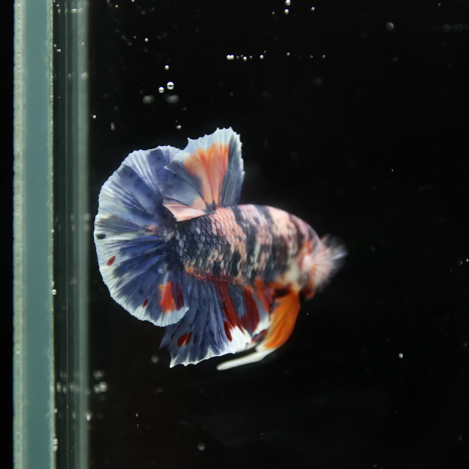 Betta Spendens Fancy Half Moon Plakad Candy Yellow HMPK Male HMPK-BL-3005226-015 media 11
