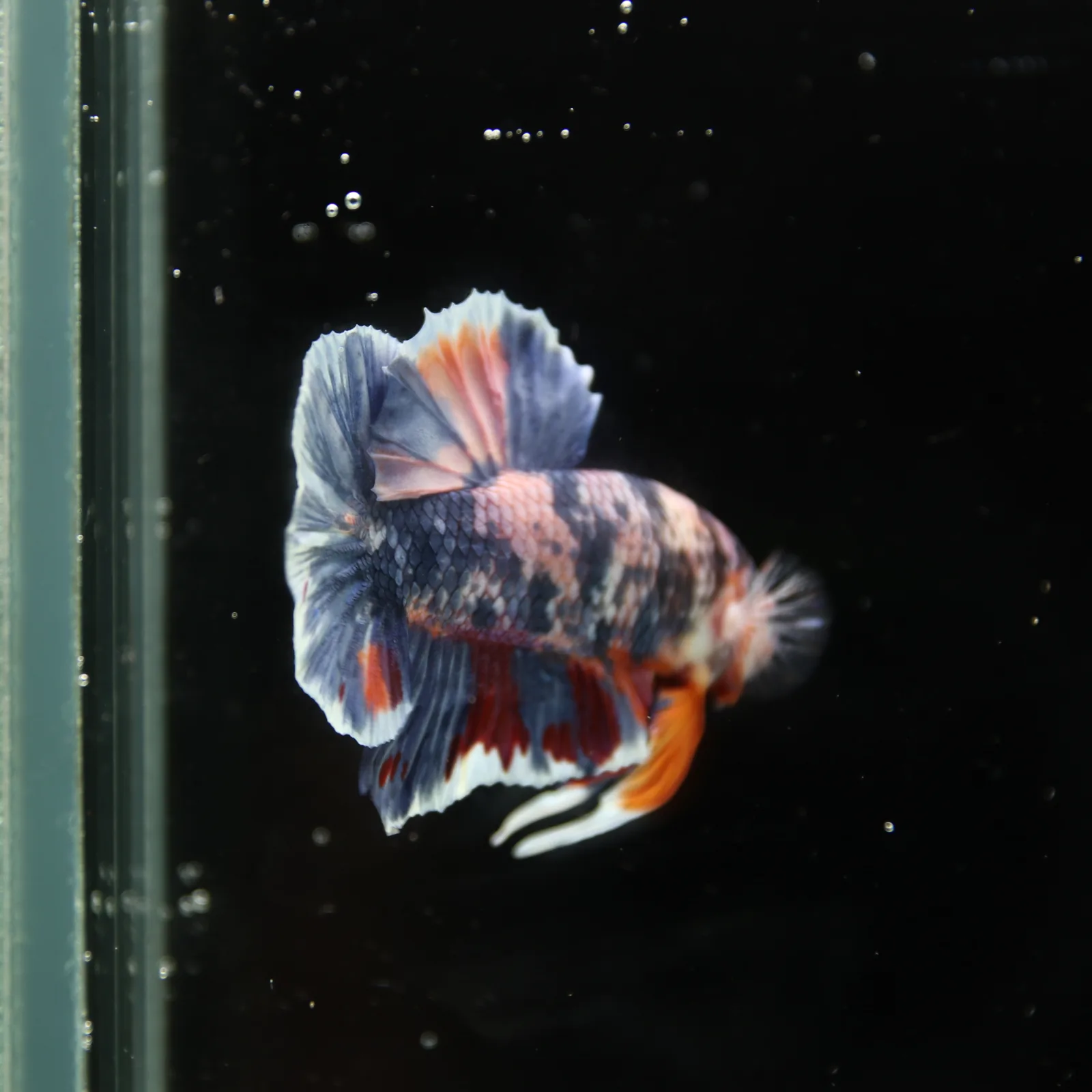 Betta Spendens Fancy Half Moon Plakad Candy Yellow HMPK Male HMPK-BL-3005226-015 media 12