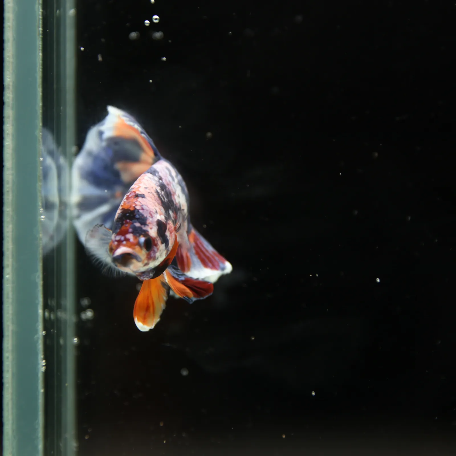 Betta Spendens Fancy Half Moon Plakad Candy Yellow HMPK Male HMPK-BL-3005226-015 media 13