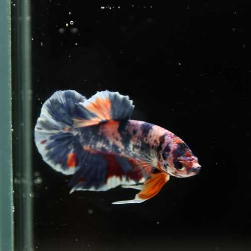 Betta Spendens Fancy Half Moon Plakad Candy Yellow HMPK Male HMPK-BL-3005226-015