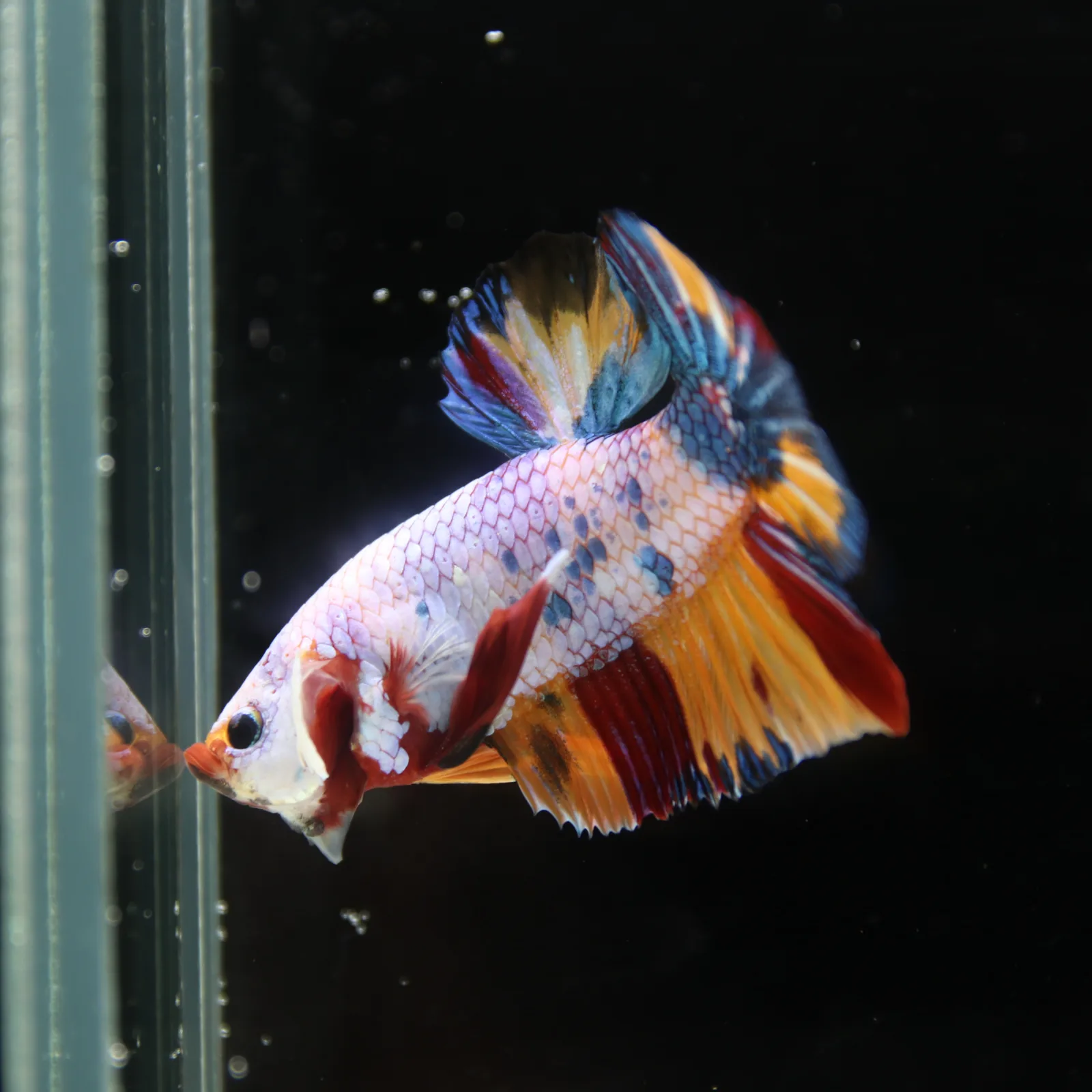 Betta Spendens Fancy Half Moon Plakad Candy Yellow HMPK Male HMPK-BL-3005226-016 media 2