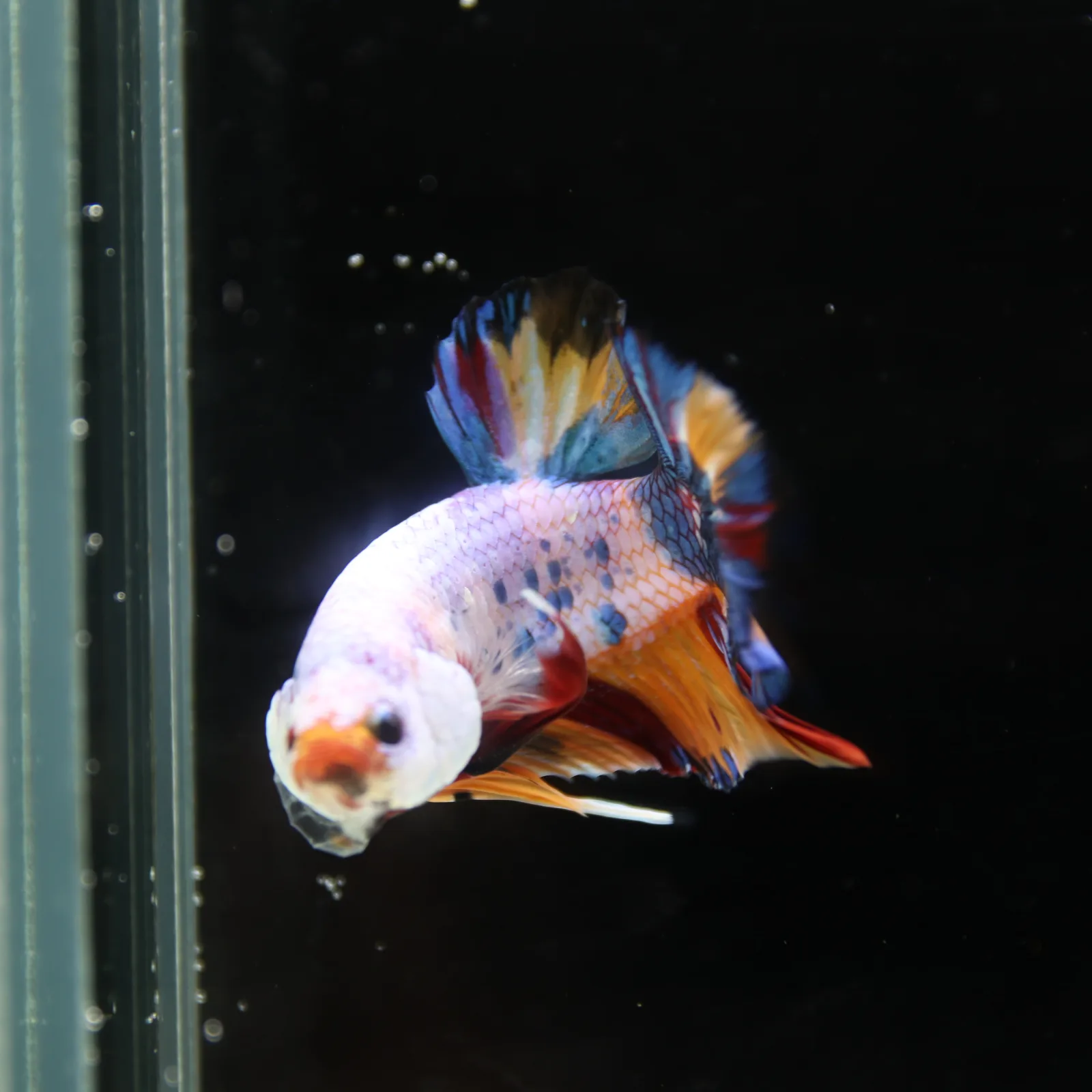 Betta Spendens Fancy Half Moon Plakad Candy Yellow HMPK Male HMPK-BL-3005226-016 media 3