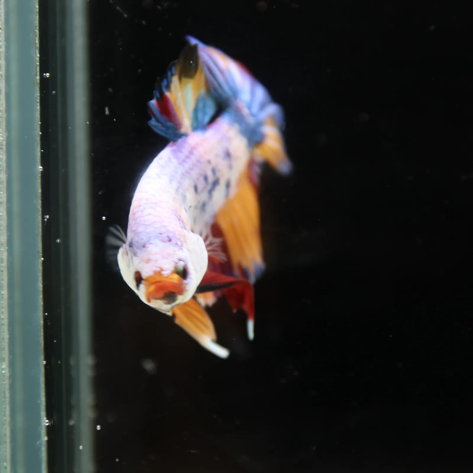 Betta Spendens Fancy Half Moon Plakad Candy Yellow HMPK Male HMPK-BL-3005226-016 media 4