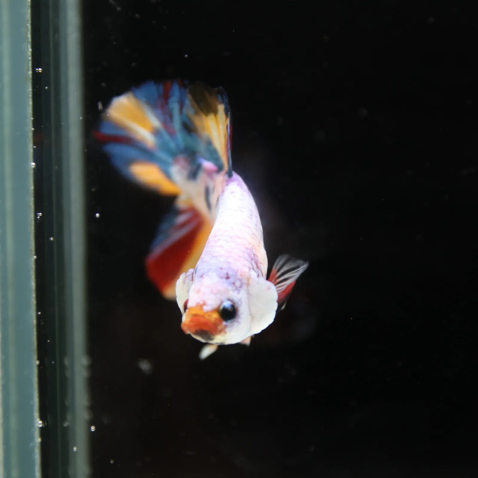 Betta Spendens Fancy Half Moon Plakad Candy Yellow HMPK Male HMPK-BL-3005226-016 media 5