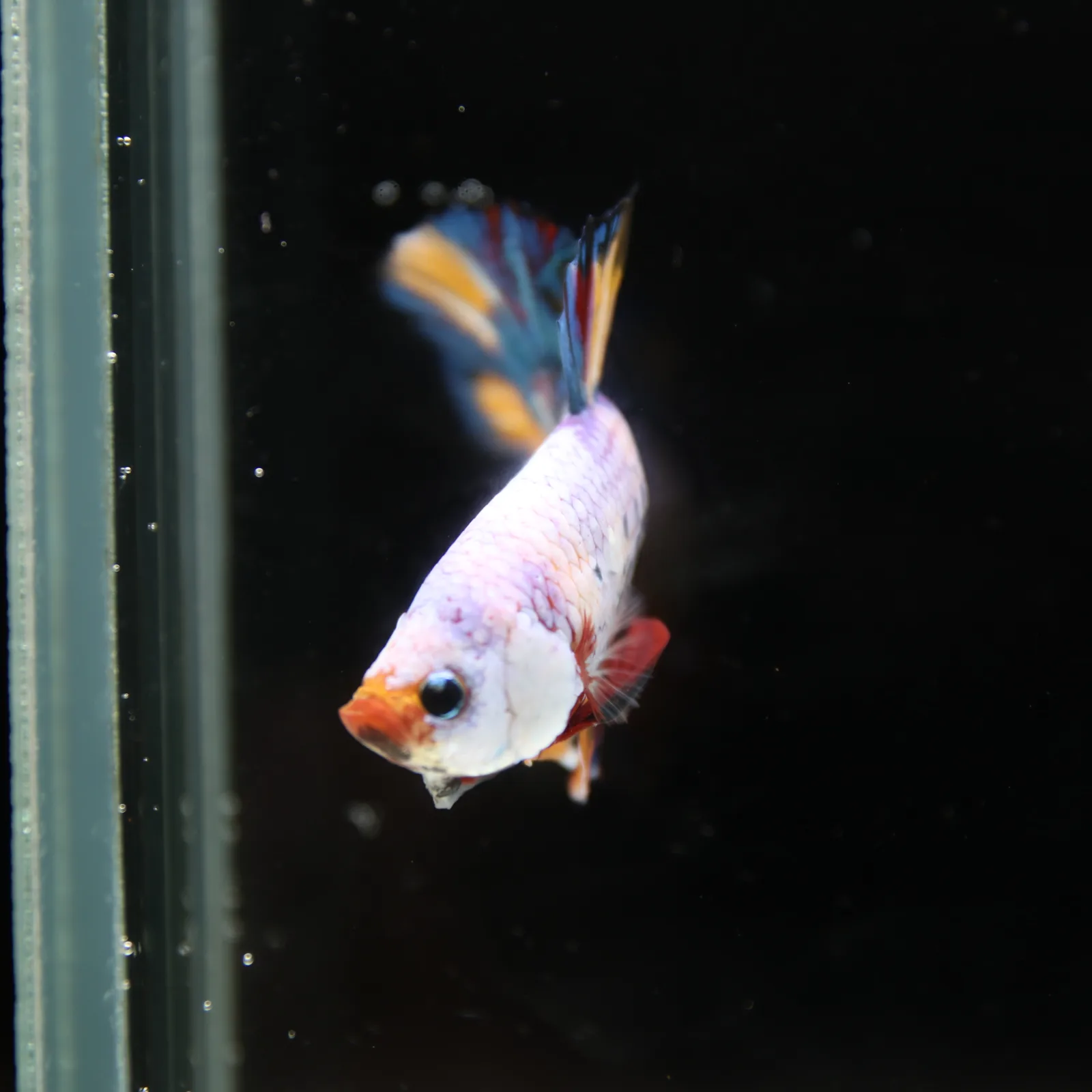 Betta Spendens Fancy Half Moon Plakad Candy Yellow HMPK Male HMPK-BL-3005226-016 media 6