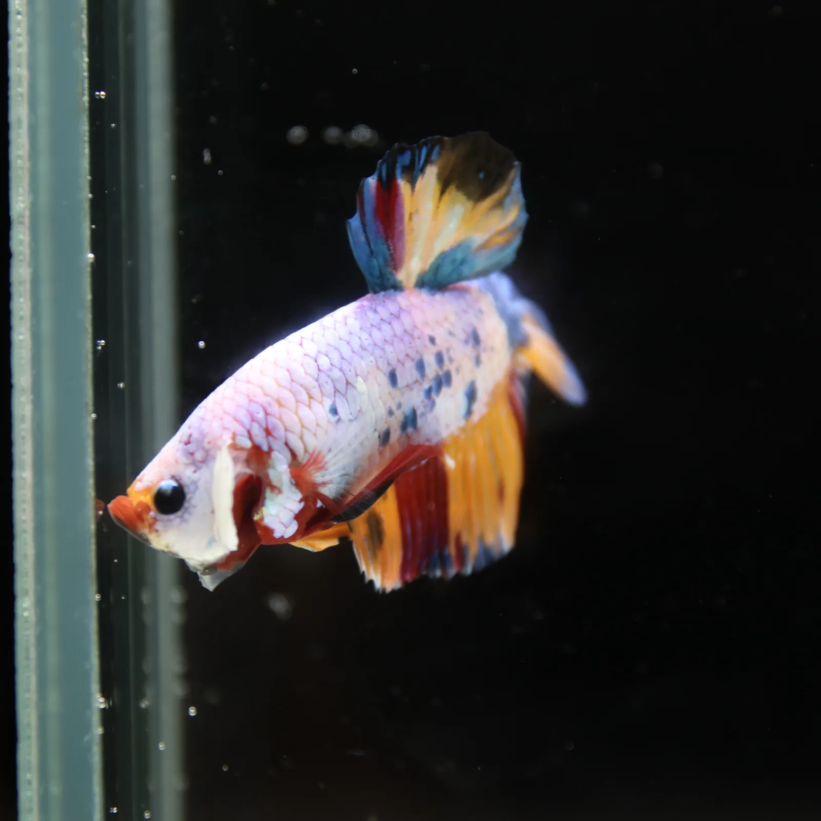 Betta Spendens Fancy Half Moon Plakad Candy Yellow HMPK Male HMPK-BL-3005226-016 media 7