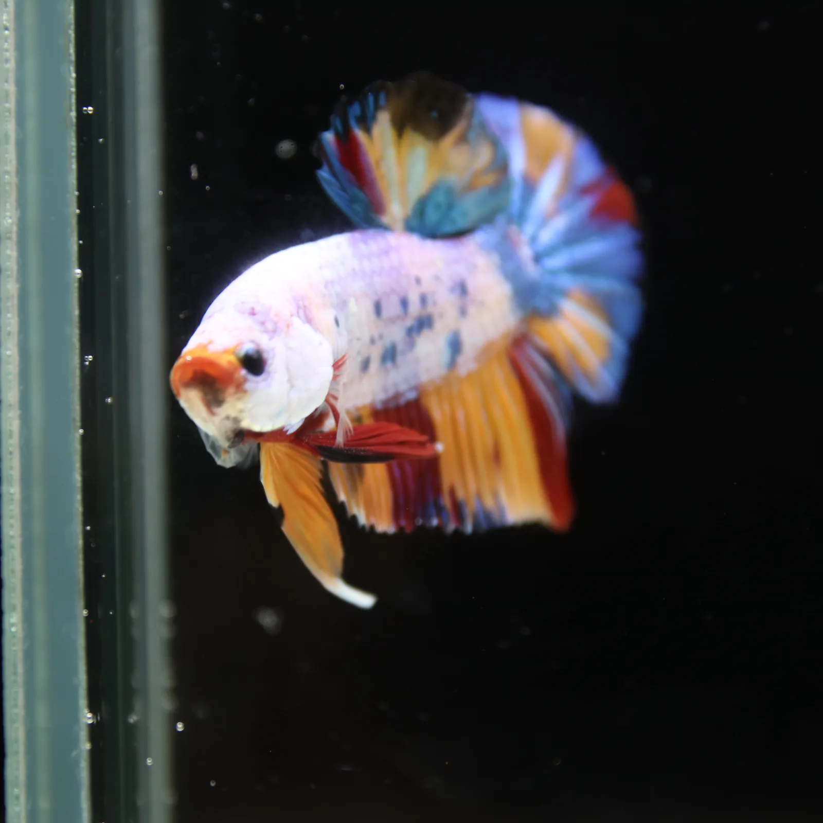 Betta Spendens Fancy Half Moon Plakad Candy Yellow HMPK Male HMPK-BL-3005226-016 media 8