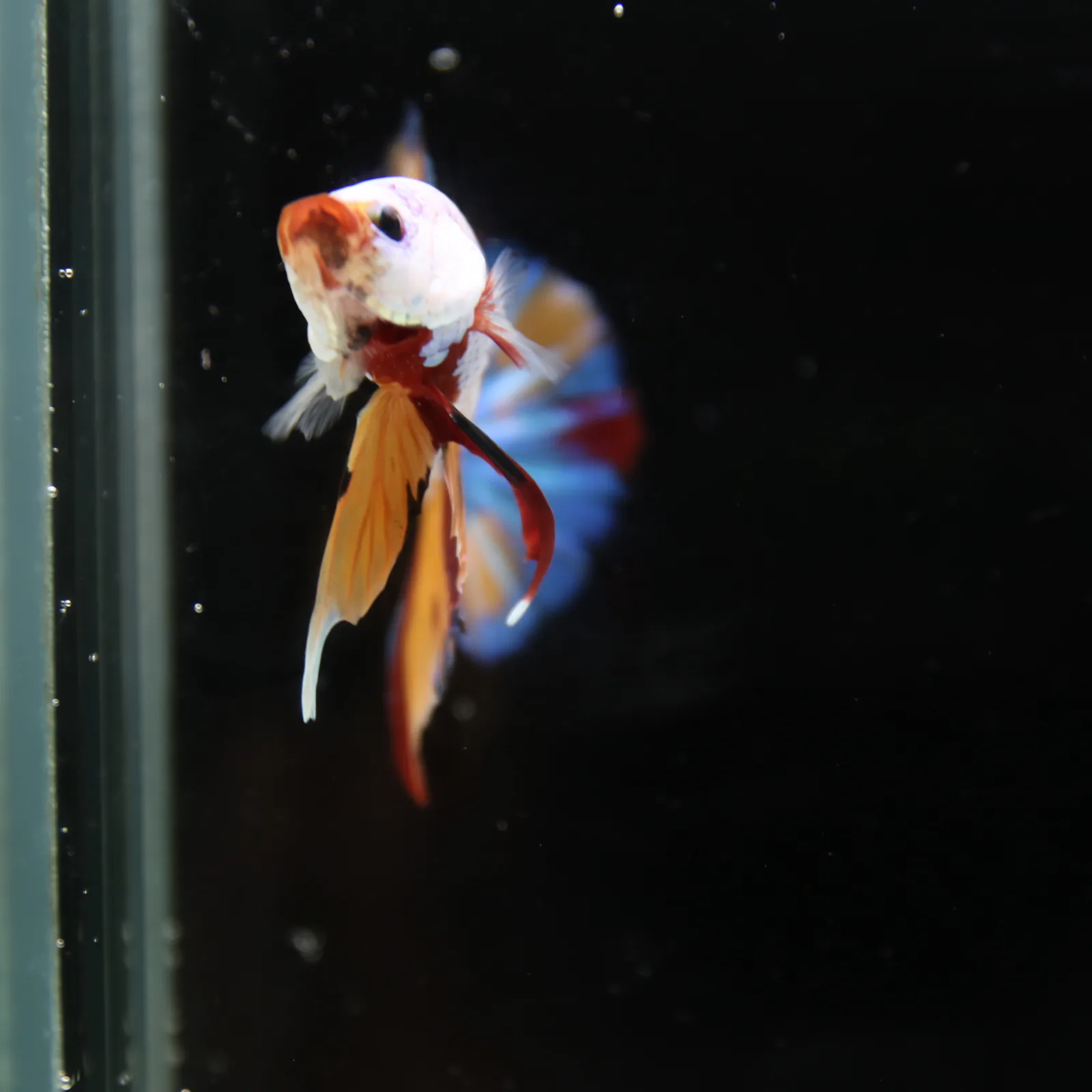 Betta Spendens Fancy Half Moon Plakad Candy Yellow HMPK Male HMPK-BL-3005226-016 media 9