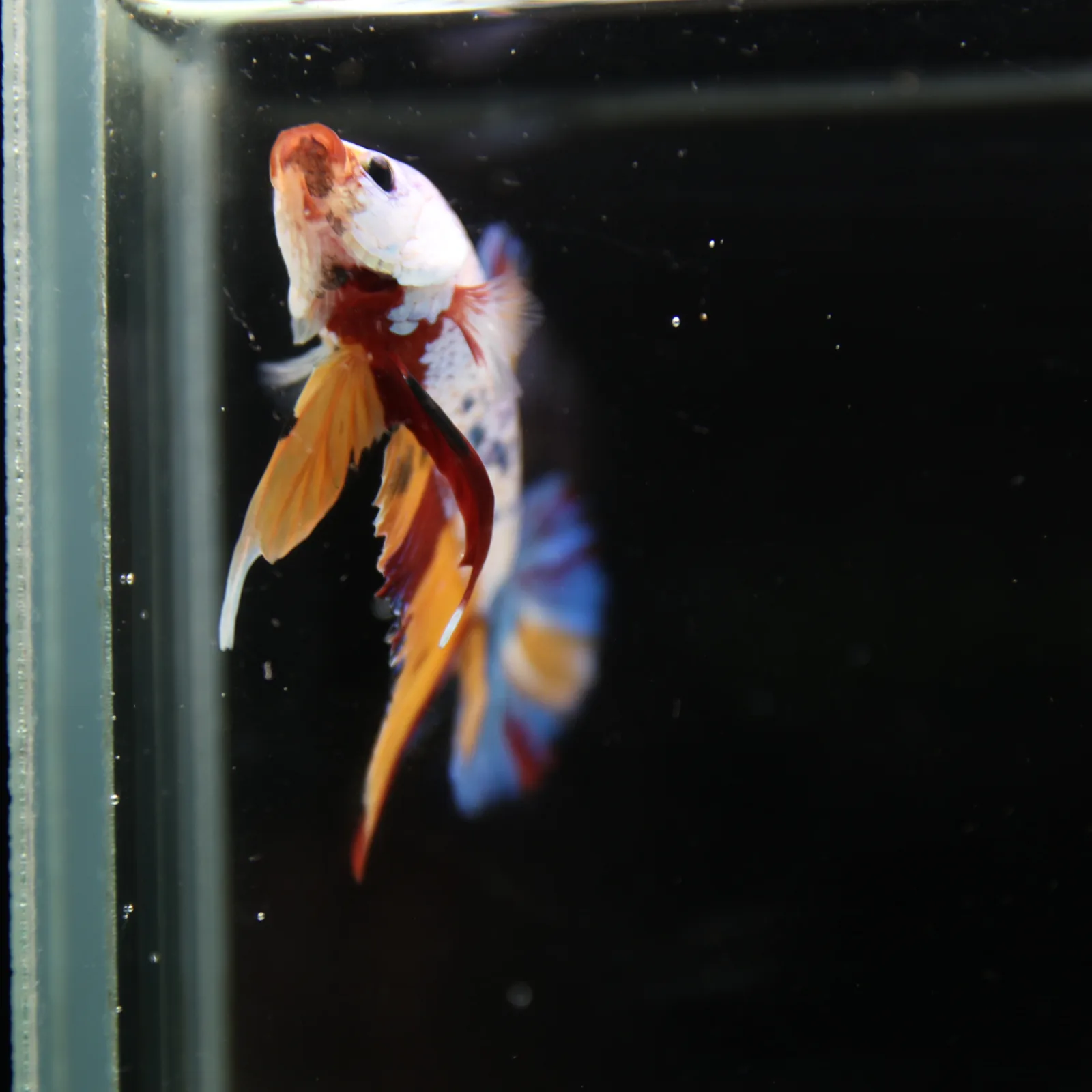 Betta Spendens Fancy Half Moon Plakad Candy Yellow HMPK Male HMPK-BL-3005226-016 media 10