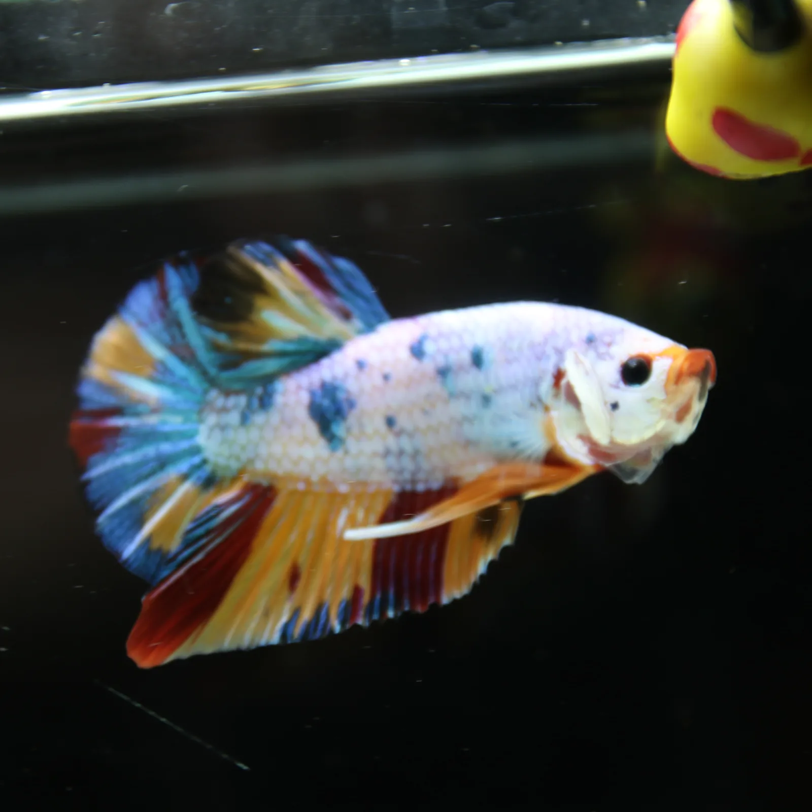 Betta Spendens Fancy Half Moon Plakad Candy Yellow HMPK Male HMPK-BL-3005226-016 media 11