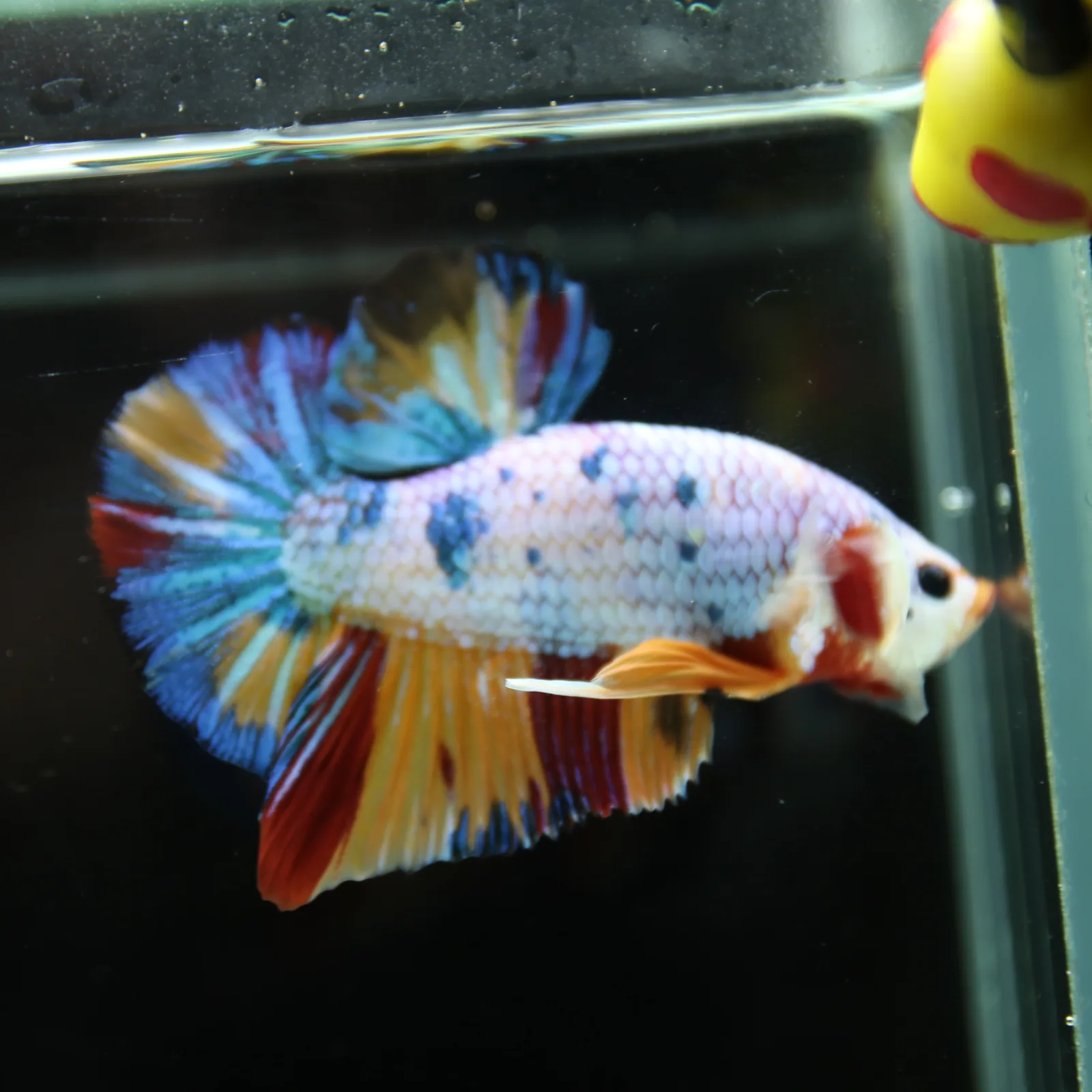 Betta Spendens Fancy Half Moon Plakad Candy Yellow HMPK Male HMPK-BL-3005226-016 media 12