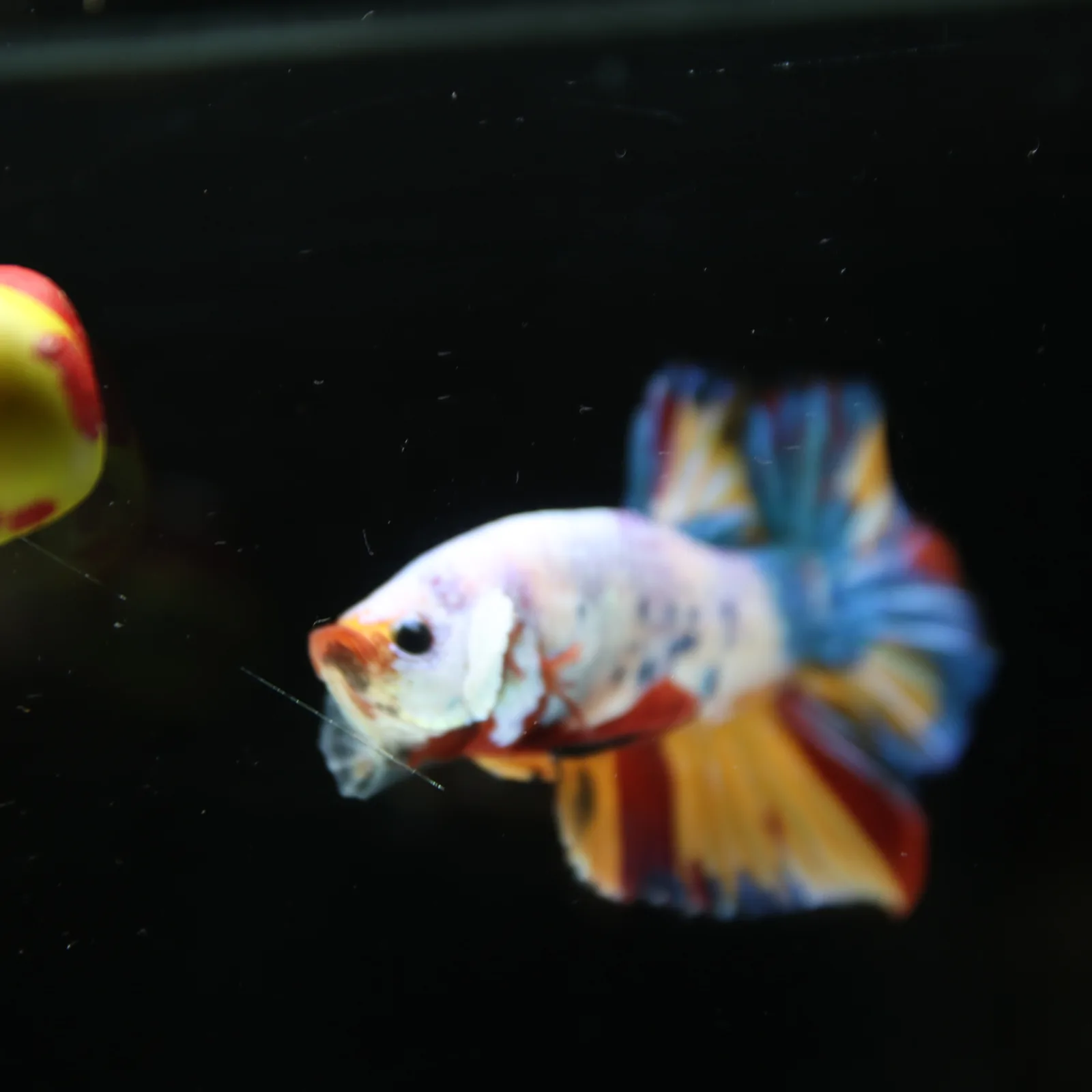Betta Spendens Fancy Half Moon Plakad Candy Yellow HMPK Male HMPK-BL-3005226-016 media 13
