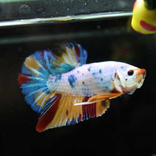 Betta Spendens Fancy Half Moon Plakad Candy Yellow HMPK Male HMPK-BL-3005226-016