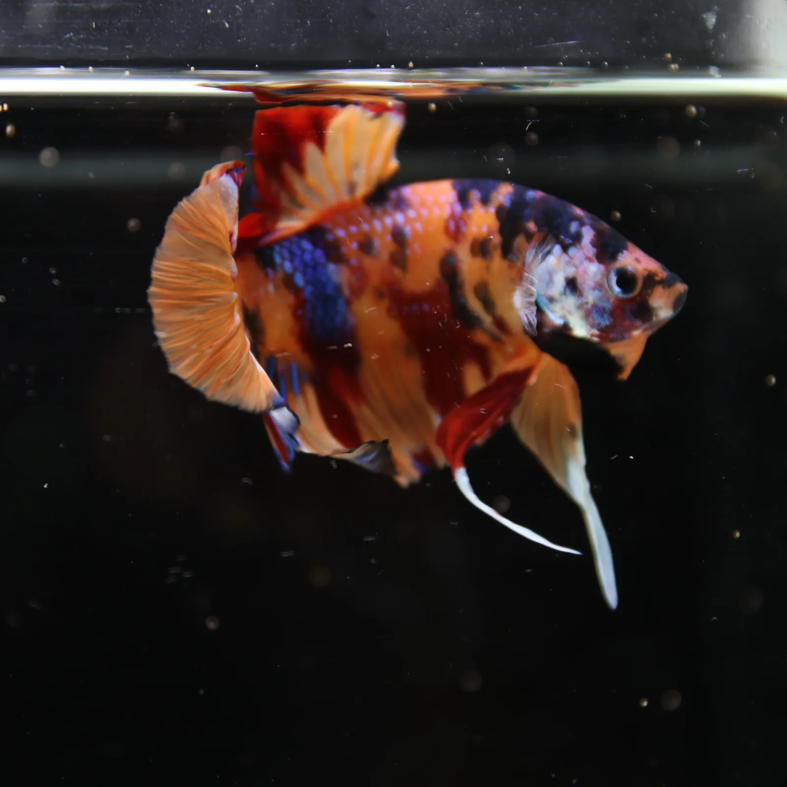 Betta Spendens Fancy Half Moon Plakad Candy Yellow HMPK Male HMPK-BL-3005226-017 media 2