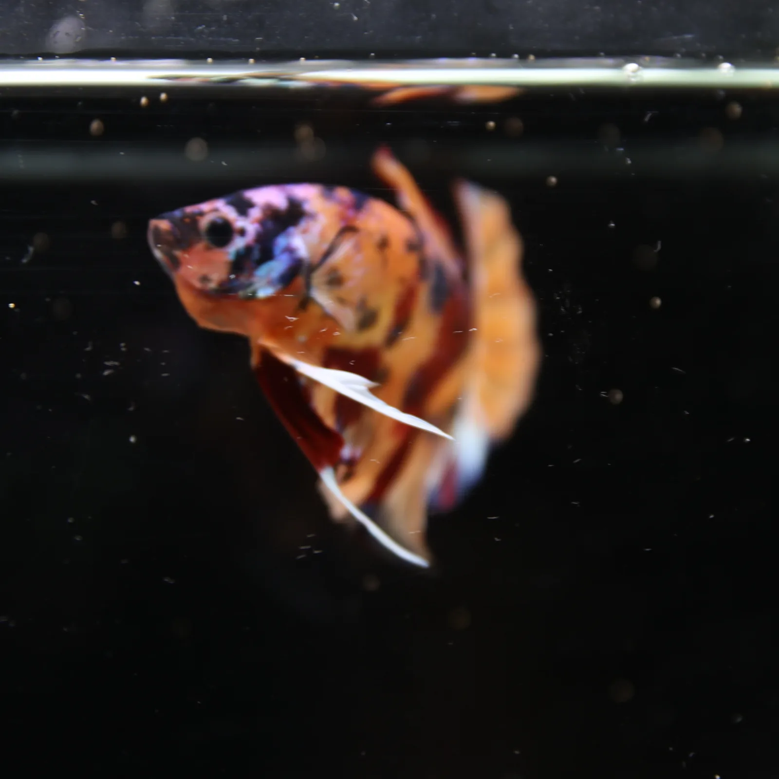 Betta Spendens Fancy Half Moon Plakad Candy Yellow HMPK Male HMPK-BL-3005226-017 media 3