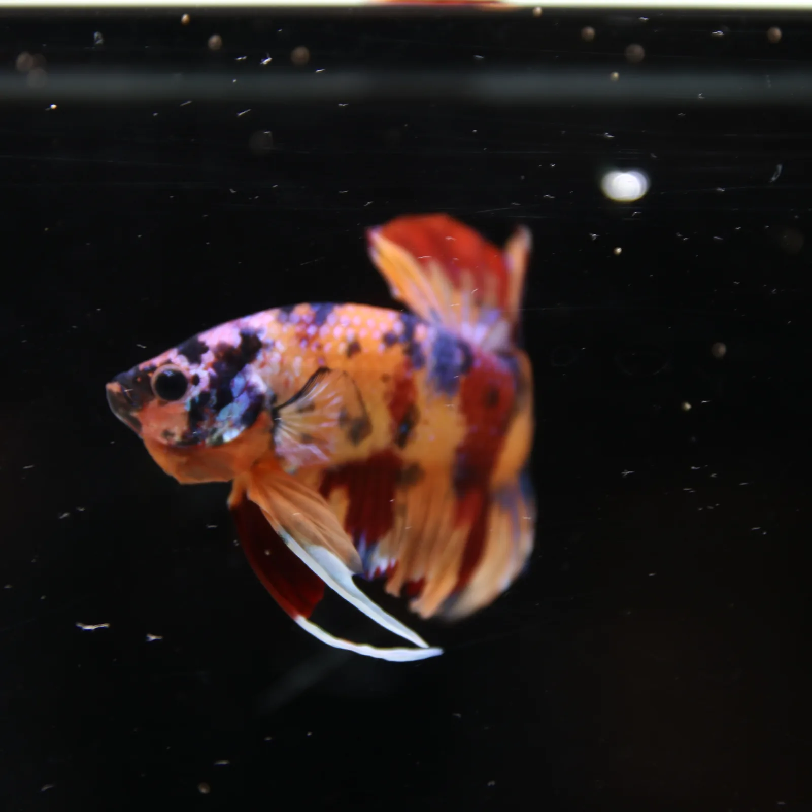 Betta Spendens Fancy Half Moon Plakad Candy Yellow HMPK Male HMPK-BL-3005226-017 media 4
