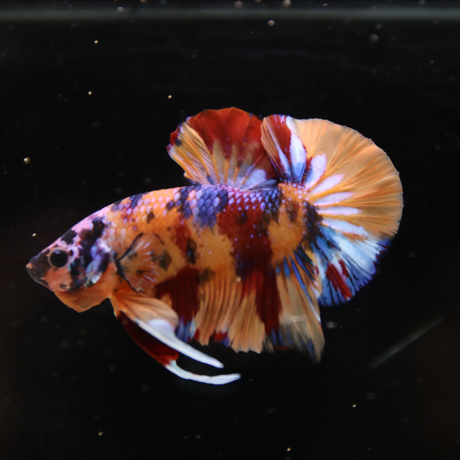 Betta Spendens Fancy Half Moon Plakad Candy Yellow HMPK Male HMPK-BL-3005226-017 media 5