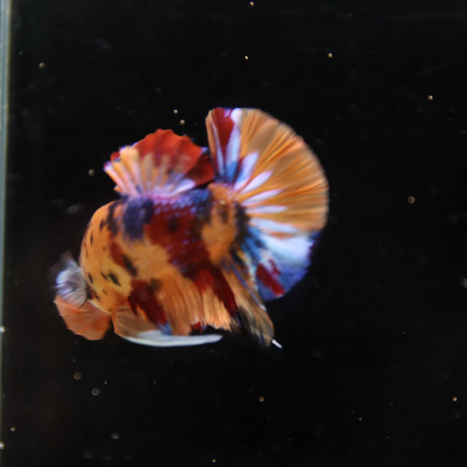 Betta Spendens Fancy Half Moon Plakad Candy Yellow HMPK Male HMPK-BL-3005226-017 media 6