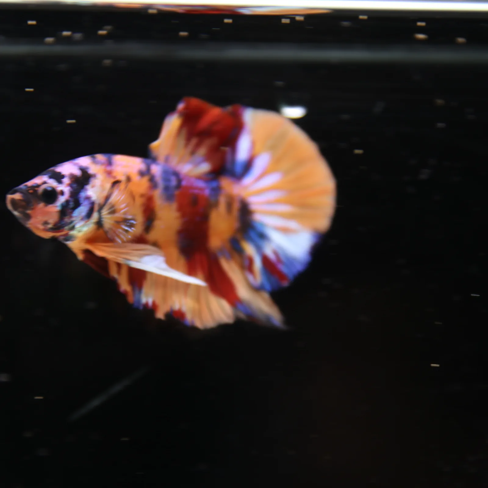 Betta Spendens Fancy Half Moon Plakad Candy Yellow HMPK Male HMPK-BL-3005226-017 media 7