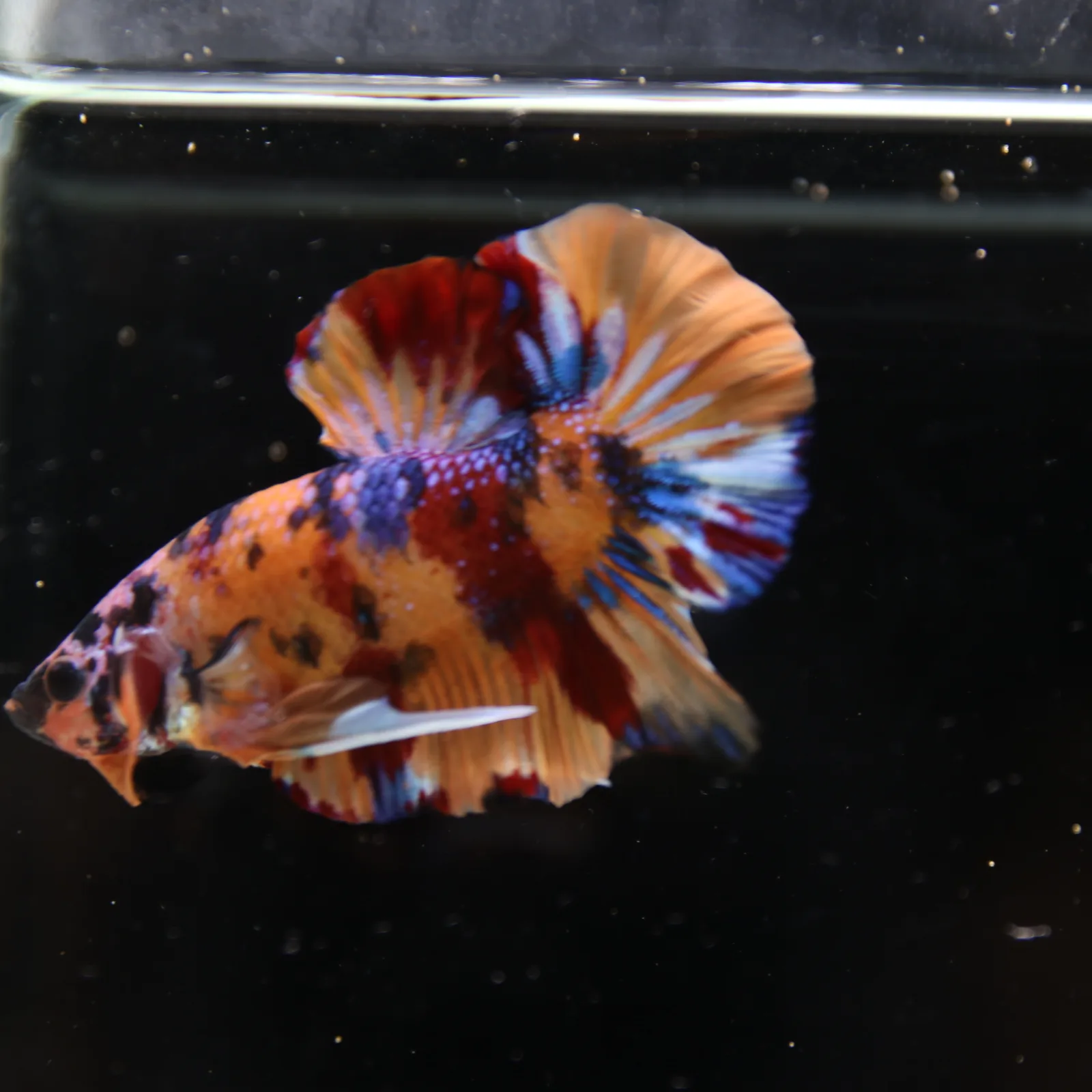 Betta Spendens Fancy Half Moon Plakad Candy Yellow HMPK Male HMPK-BL-3005226-017 media 8