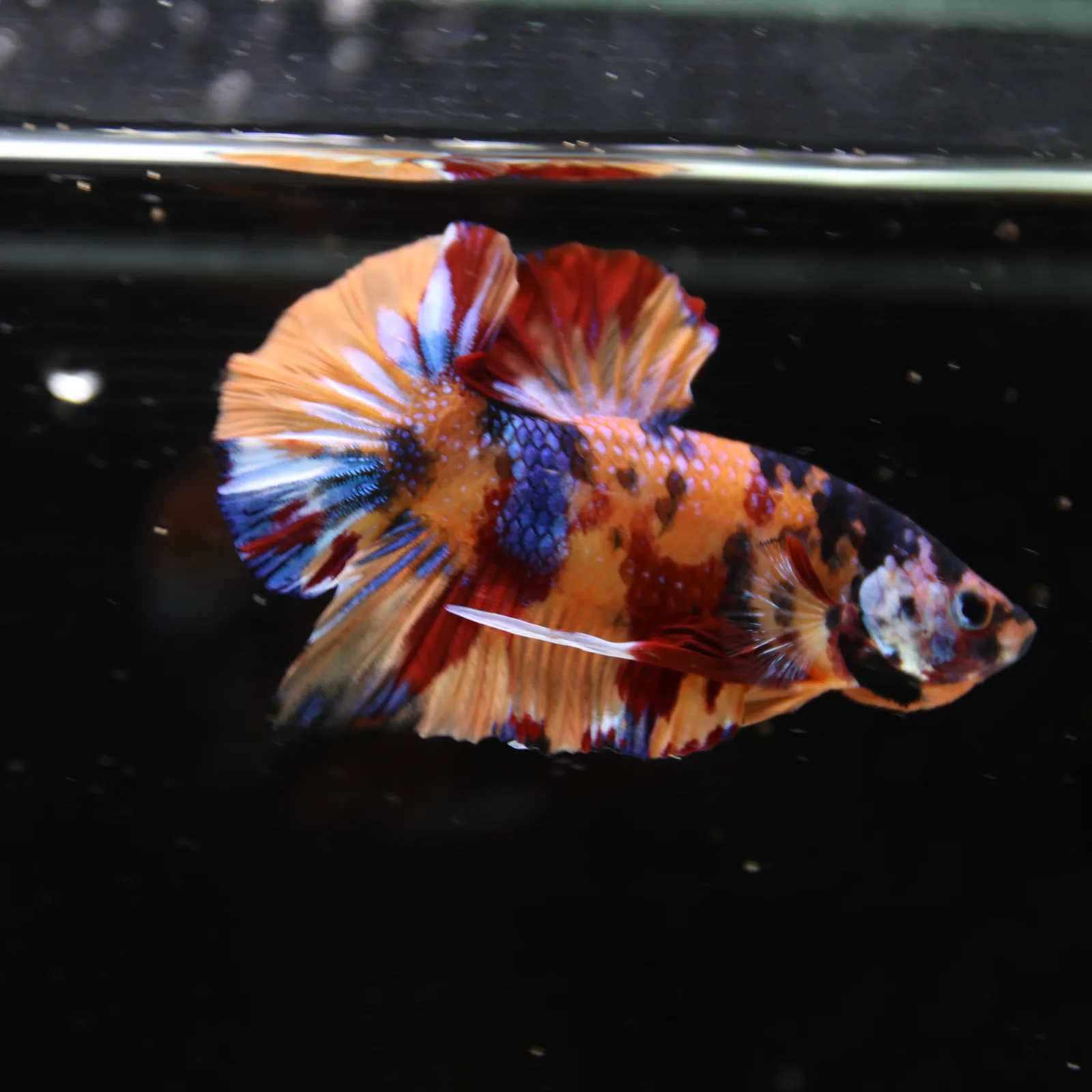 Betta Spendens Fancy Half Moon Plakad Candy Yellow HMPK Male HMPK-BL-3005226-017 media 9