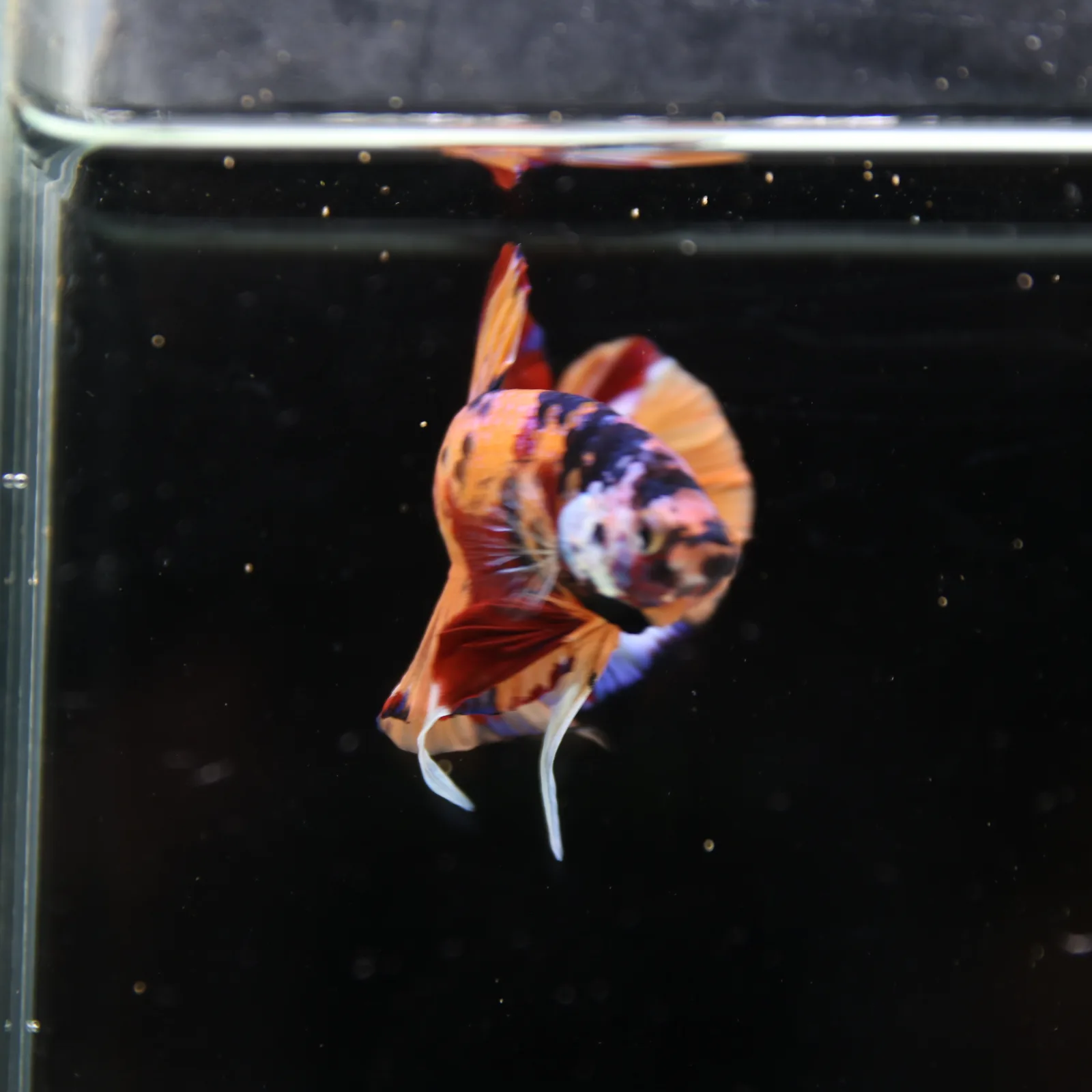 Betta Spendens Fancy Half Moon Plakad Candy Yellow HMPK Male HMPK-BL-3005226-017 media 10