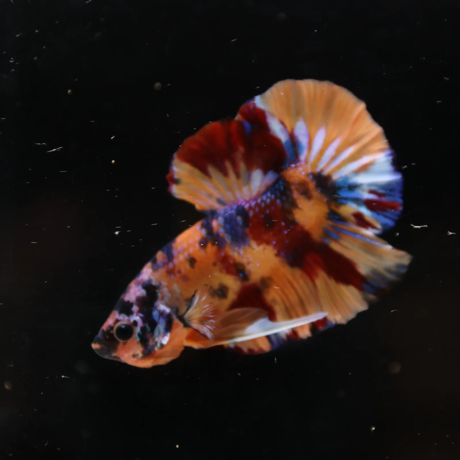 Betta Spendens Fancy Half Moon Plakad Candy Yellow HMPK Male HMPK-BL-3005226-017 media 11