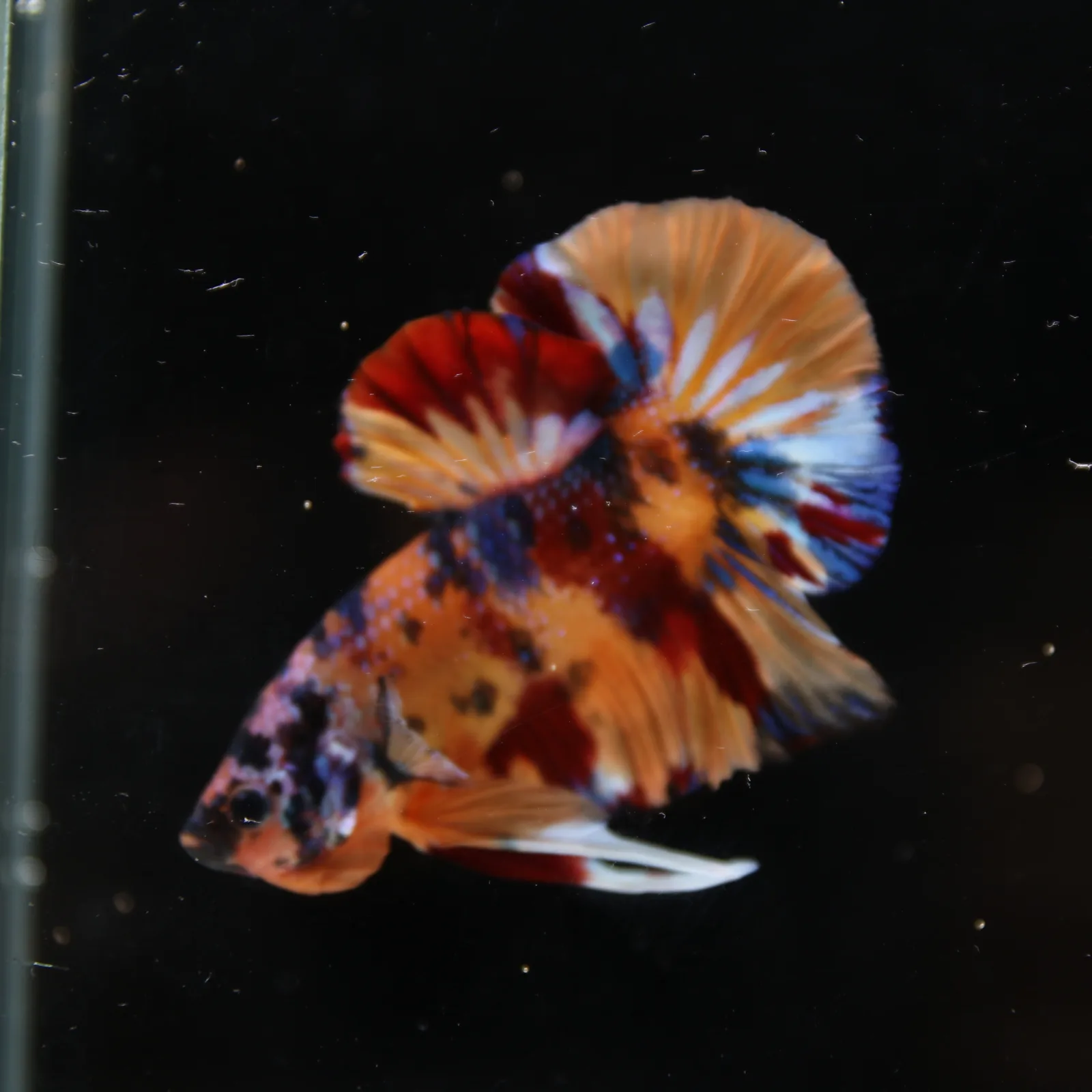 Betta Spendens Fancy Half Moon Plakad Candy Yellow HMPK Male HMPK-BL-3005226-017 media 12