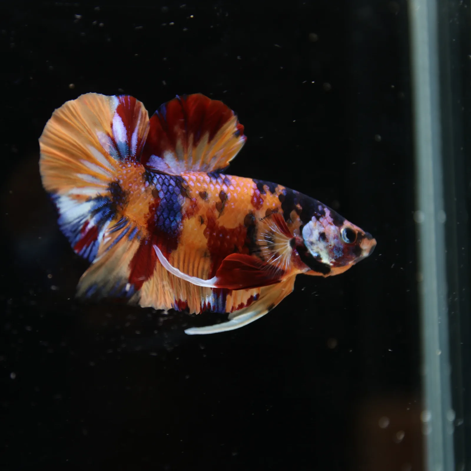 Betta Spendens Fancy Half Moon Plakad Candy Yellow HMPK Male HMPK-BL-3005226-017 media 13