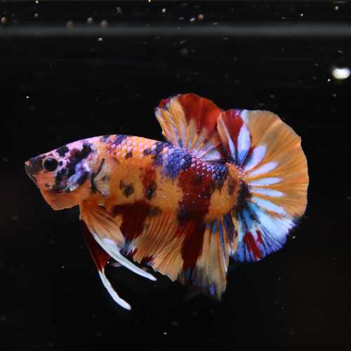 Betta Spendens Fancy Half Moon Plakad Candy Yellow HMPK Male HMPK-BL-3005226-017