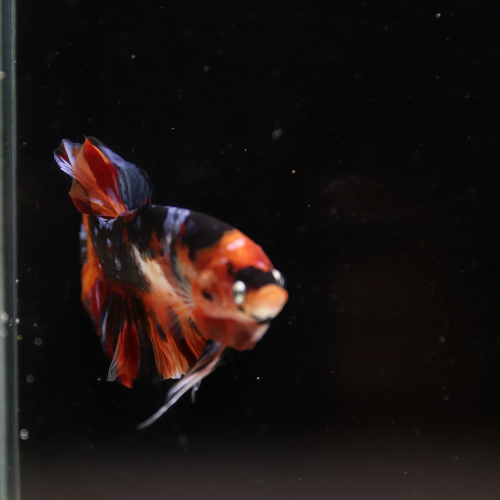 Betta Spendens Fancy Half Moon Plakad Candy Yellow HMPK Male HMPK-BL-3005226-018 media 2