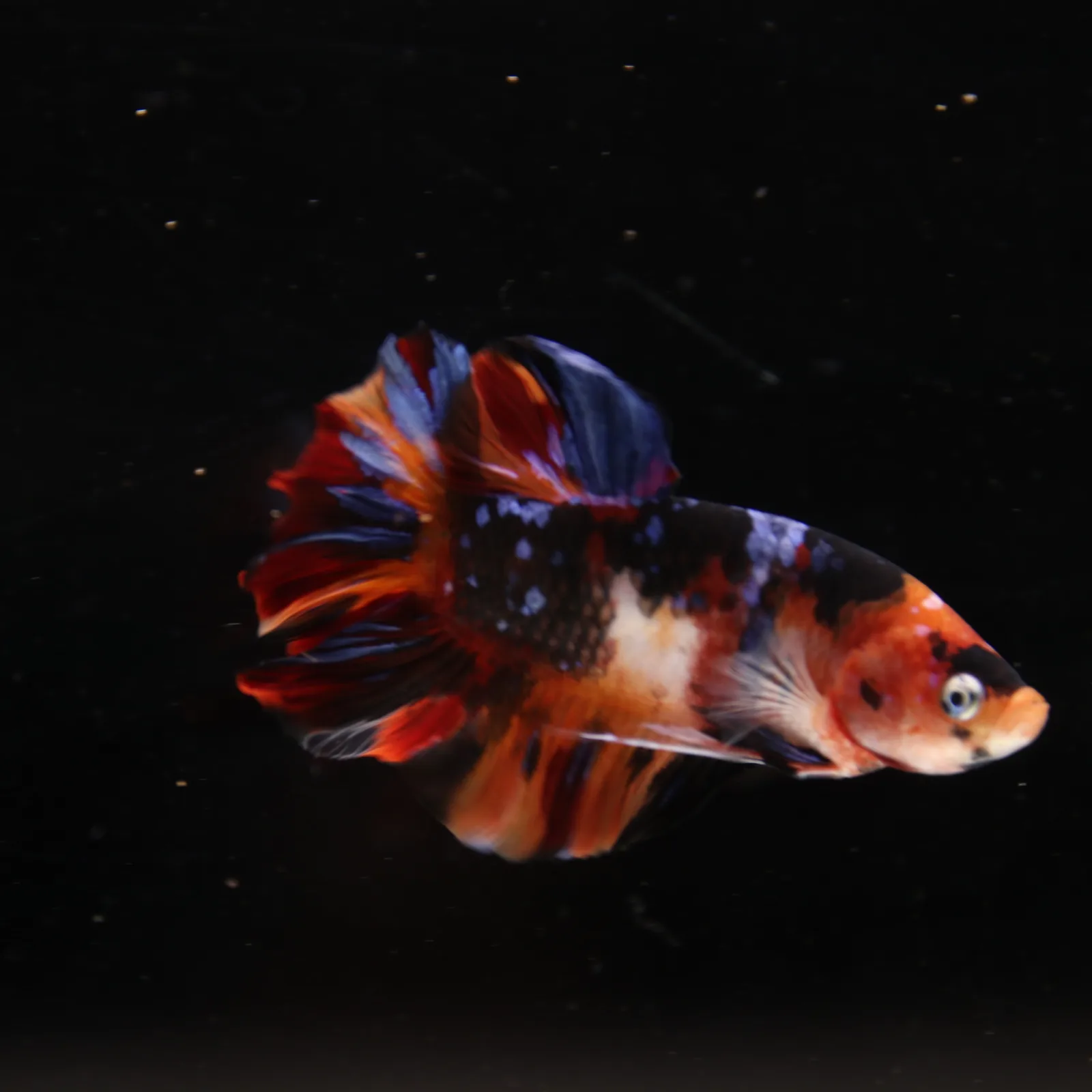Betta Spendens Fancy Half Moon Plakad Candy Yellow HMPK Male HMPK-BL-3005226-018 media 3