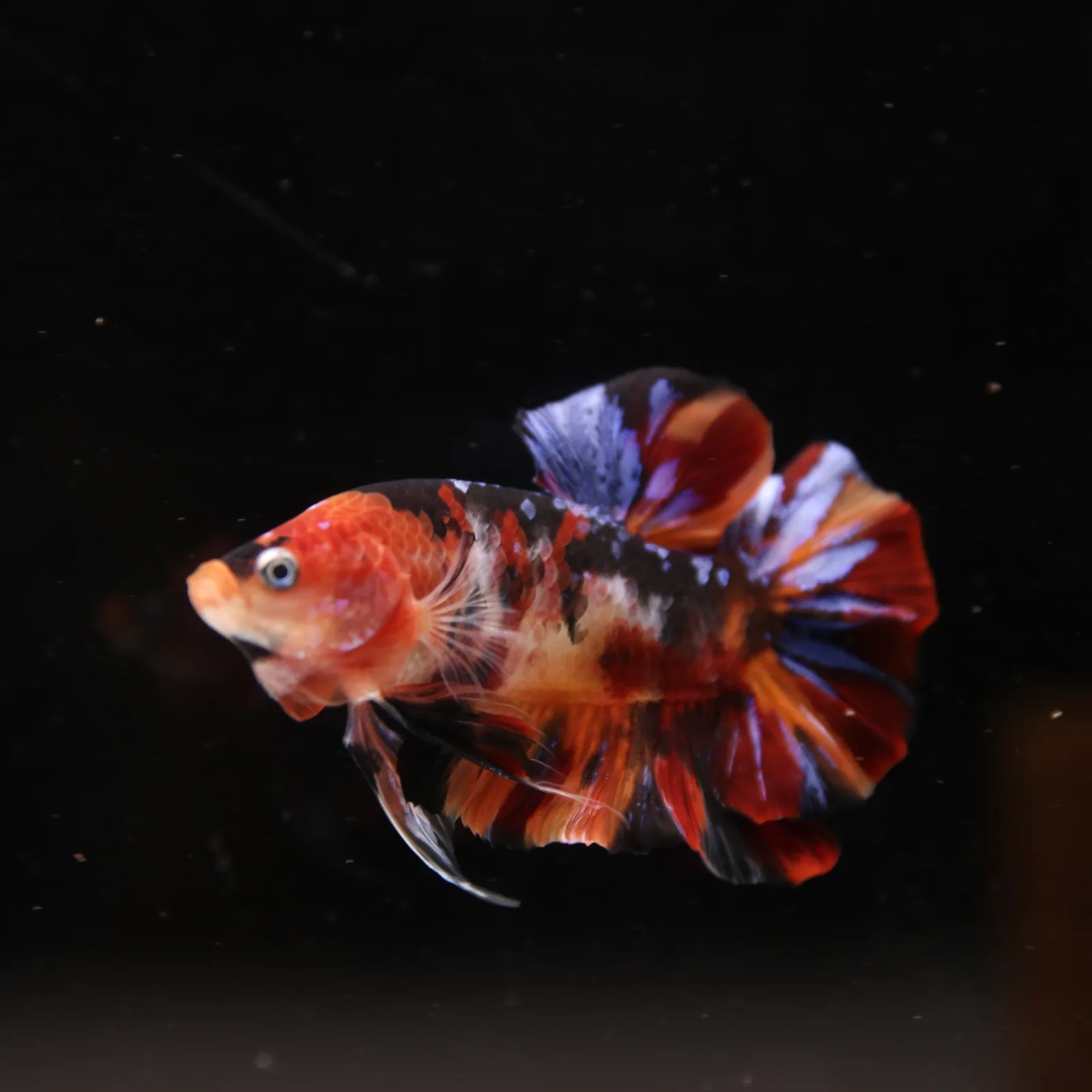 Betta Spendens Fancy Half Moon Plakad Candy Yellow HMPK Male HMPK-BL-3005226-018 media 4