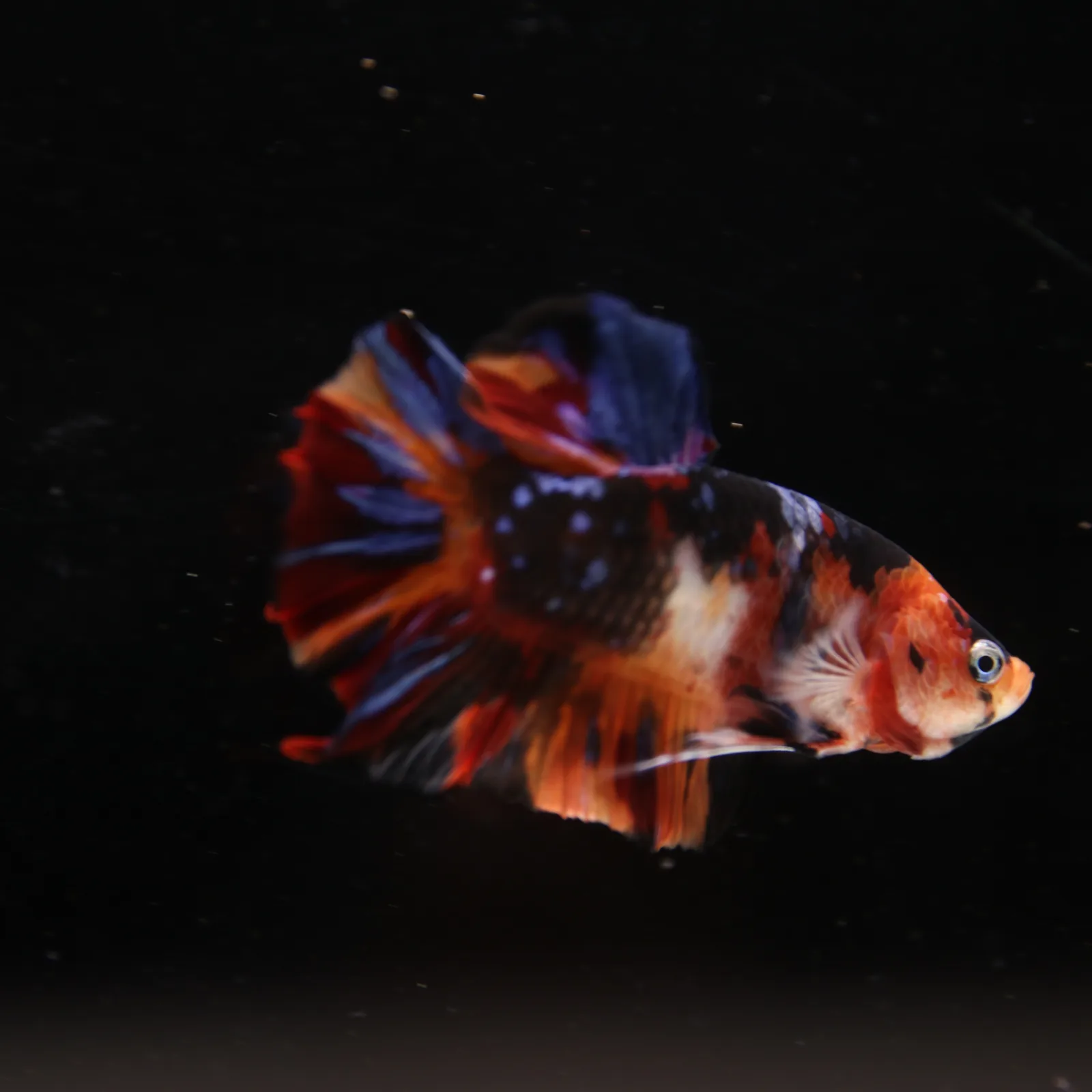 Betta Spendens Fancy Half Moon Plakad Candy Yellow HMPK Male HMPK-BL-3005226-018 media 5