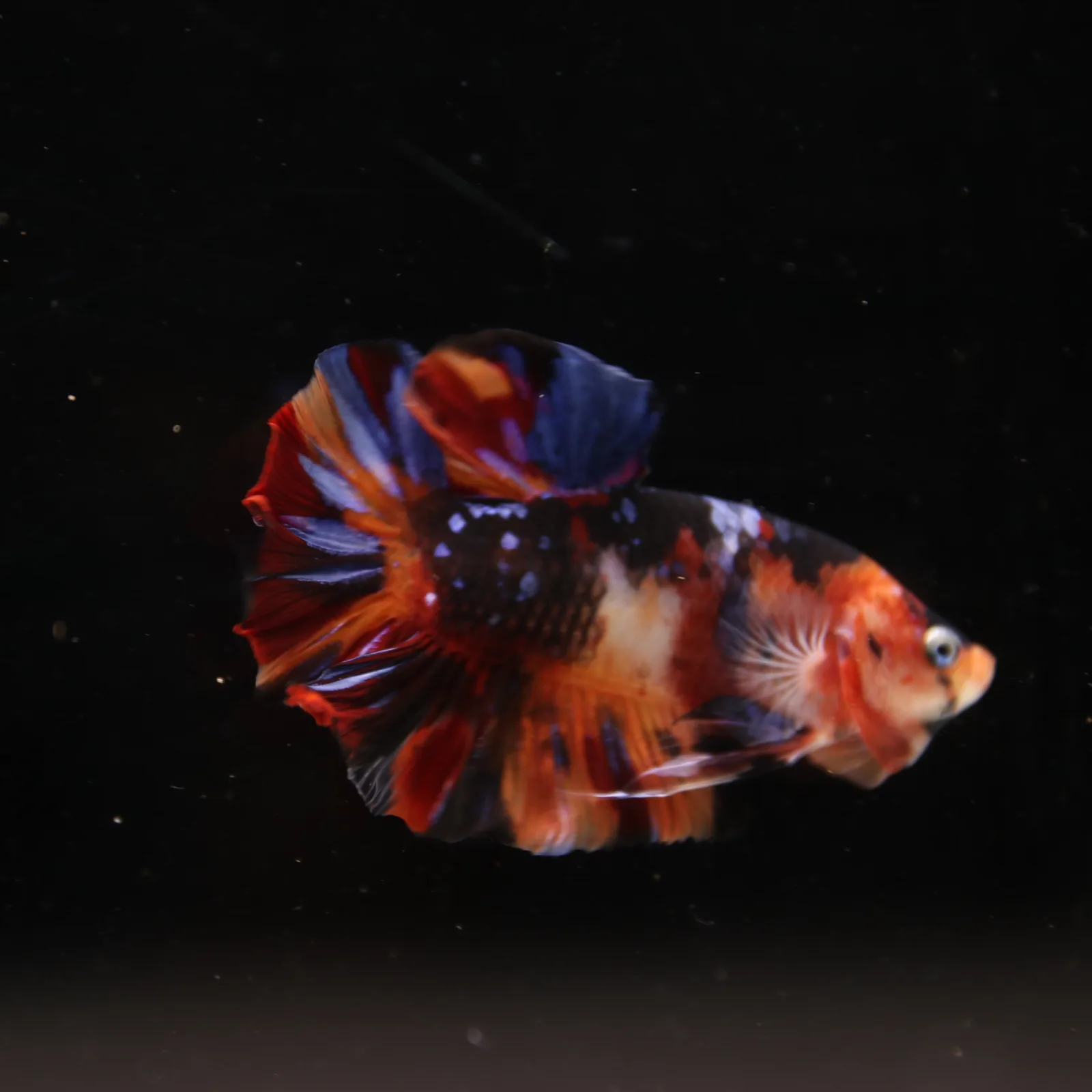 Betta Spendens Fancy Half Moon Plakad Candy Yellow HMPK Male HMPK-BL-3005226-018 media 6